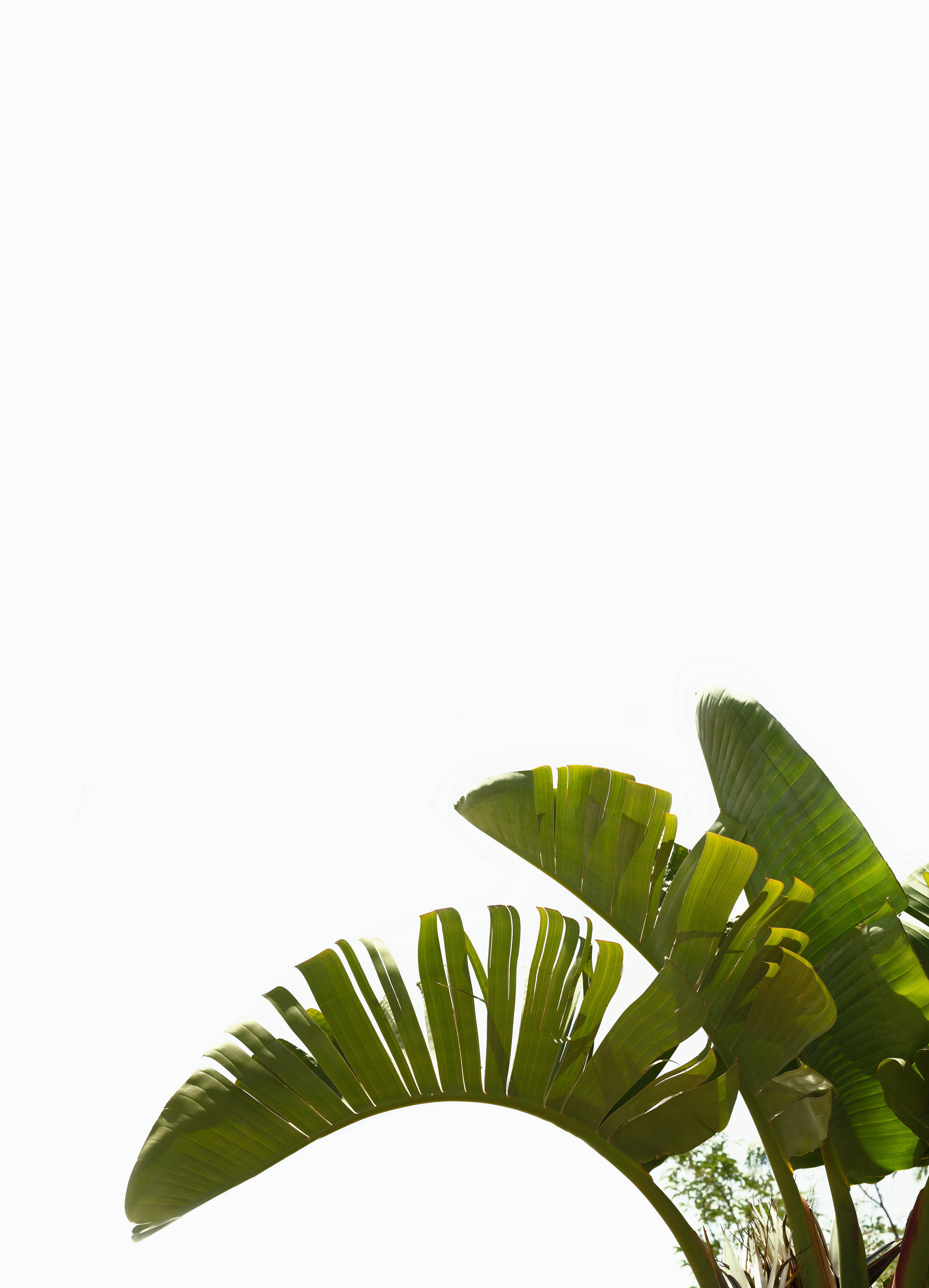 Plant Aesthetic 桌布 壁紙 — 剪影香蕉葉在明亮的白色天空下優雅地彎曲，構成極簡熱帶風格。