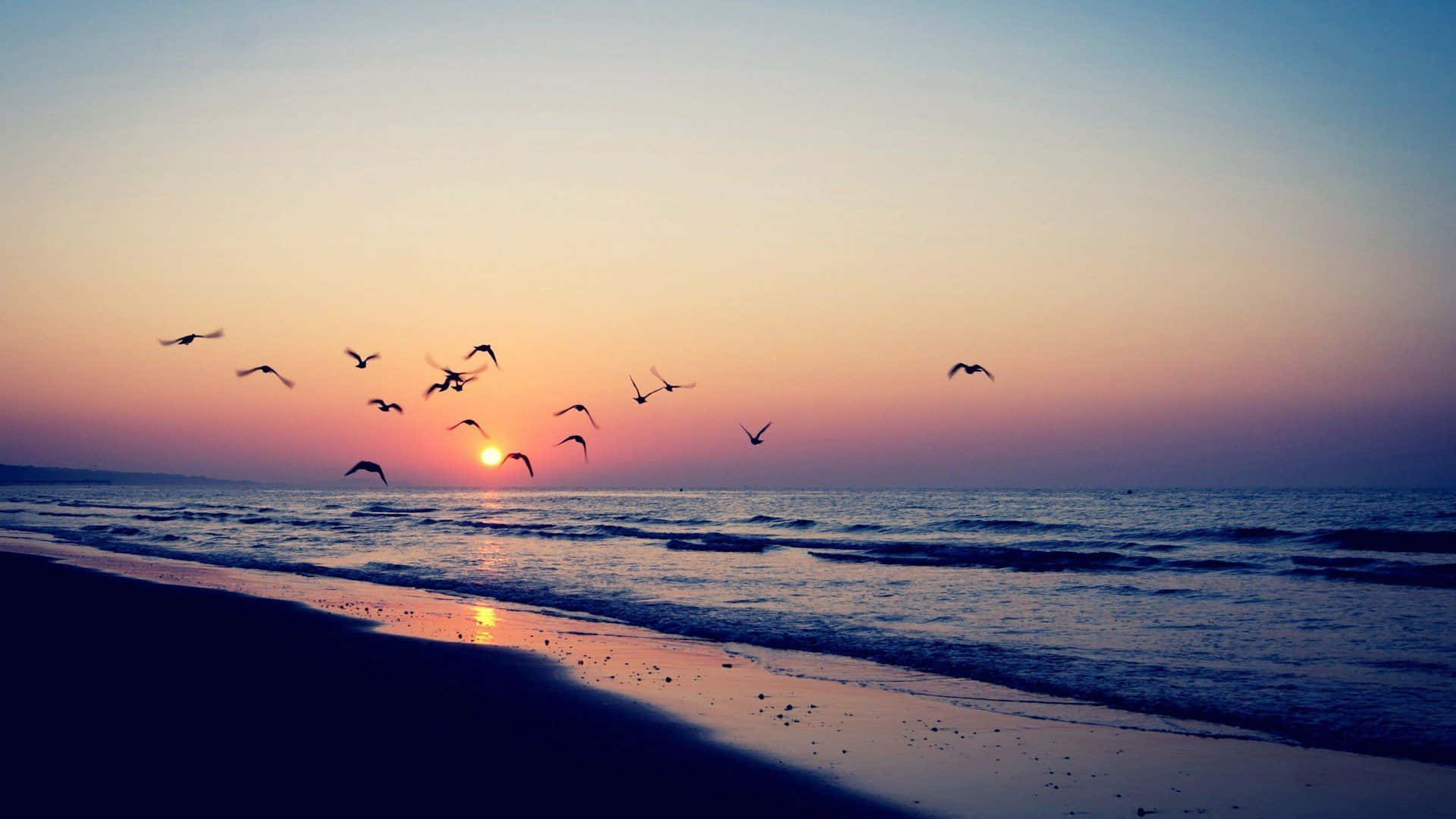 美學 桌布 壁紙 — 剪影鳥兒在寧靜的海灘上空翱翔，夕陽沉入地平線，在水面上投下溫暖的色調。