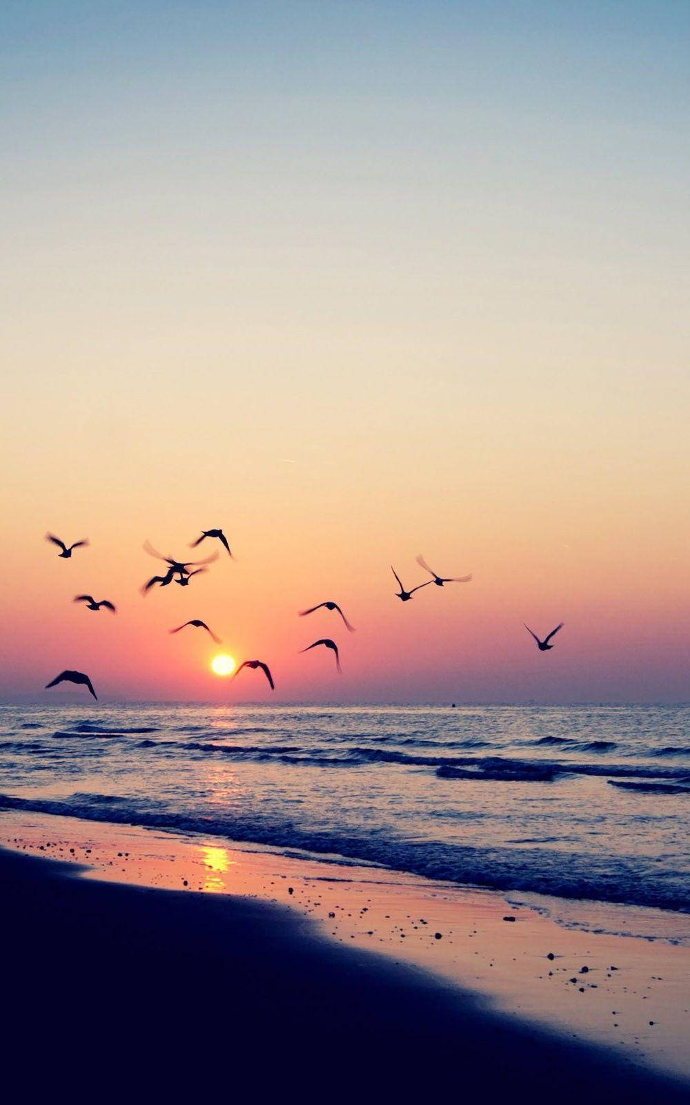 海灘日落 桌布 壁紙 — 剪影鳥兒在寧靜的海灘上空翱翔，夕陽以橙色和粉紅色的溫暖色調落下。