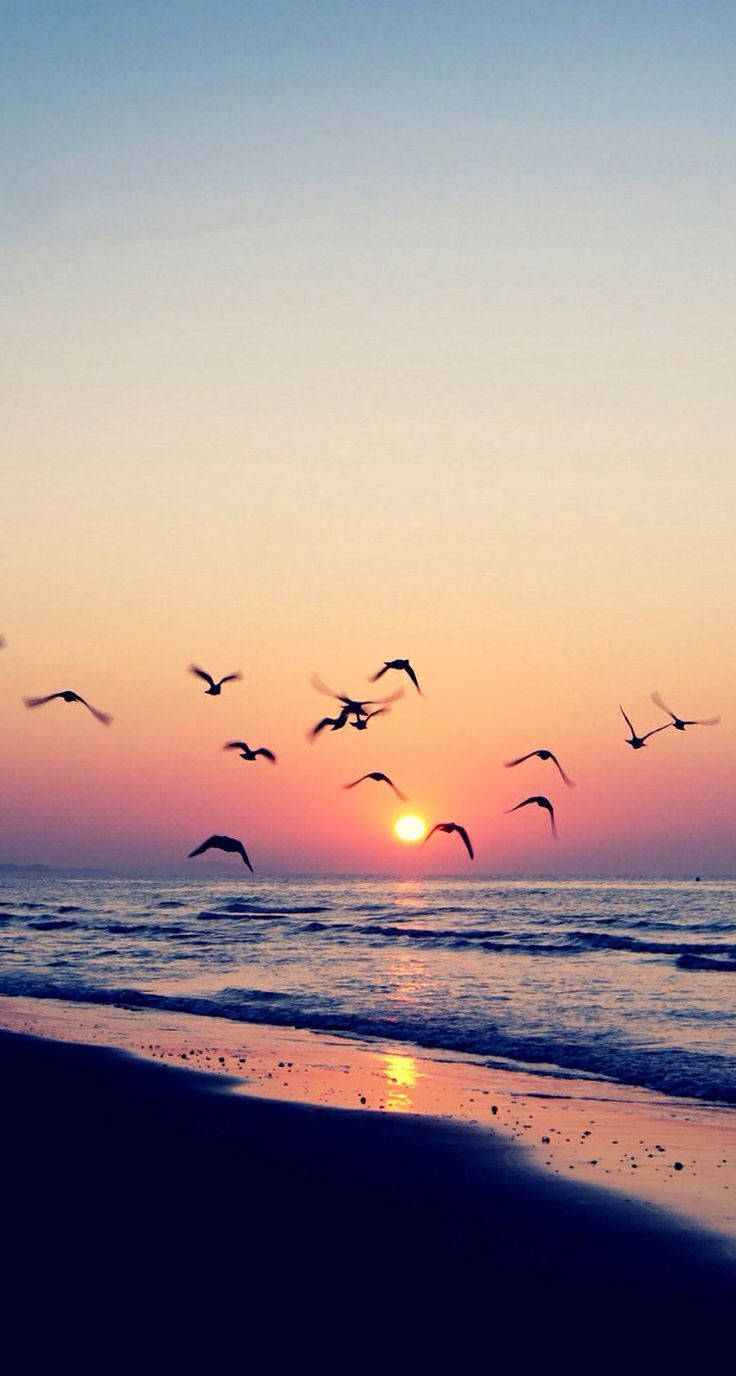 Sunset Beach 桌布 壁紙 — 剪影鳥兒在寧靜的海灘上空翱翔，夕陽以火熱的橙色和粉紅色調落下。