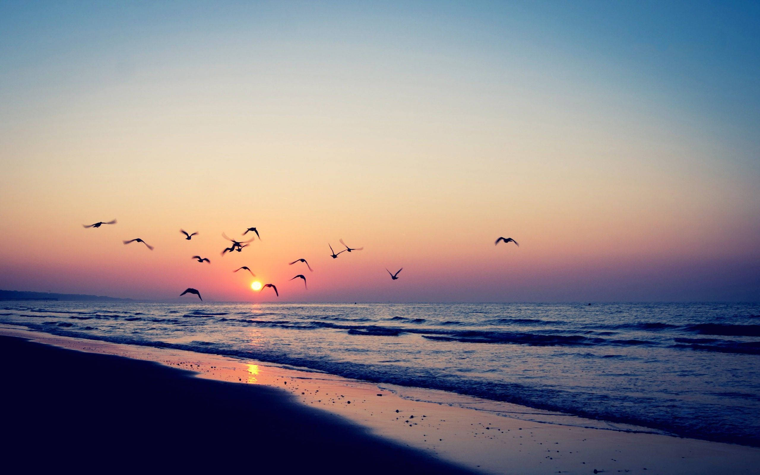夏日美學動畫 桌布 壁紙 — 剪影鳥兒在寧靜的海灘上空翱翔，夕陽以溫暖色調沉入海洋地平線。
