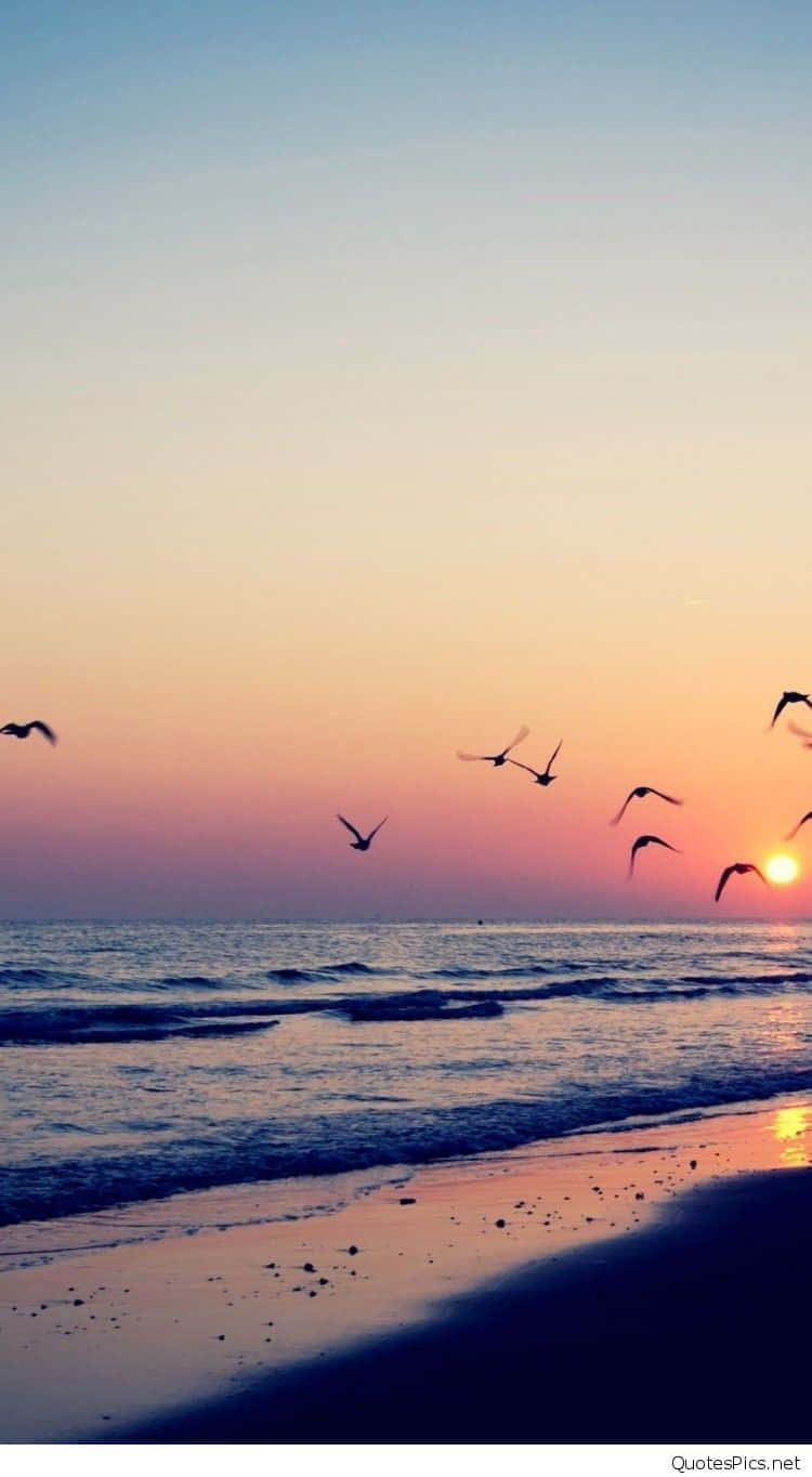 Sunset Beach iPhone 桌布 壁紙 — 剪影鳥兒在日落時分翱翔於寧靜的海灘上空，溫暖的橙色和粉紅色調映照在水面上。
