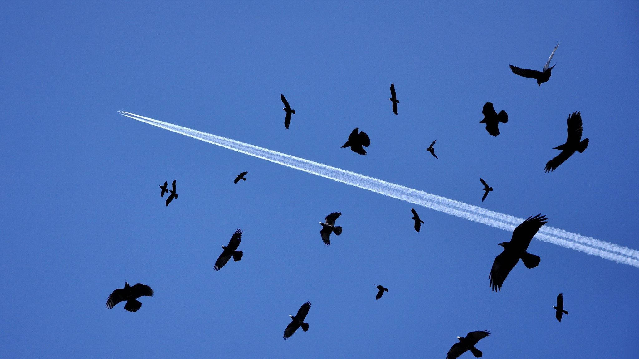 birds 桌布 壁紙 — 剪影鳥兒在清澈藍天中翱翔，天空被明亮的飛機雲劃過。