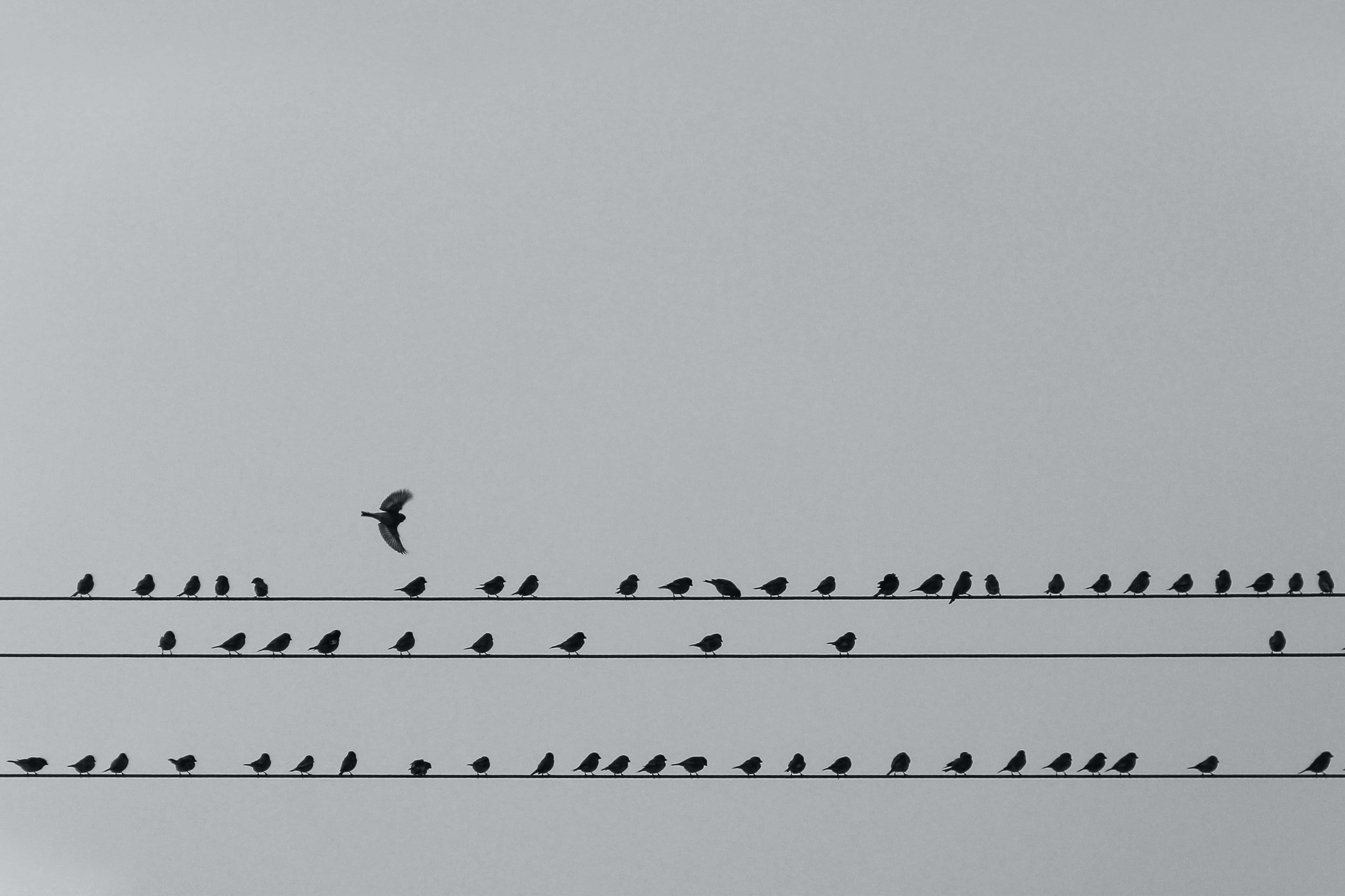 sparrow 桌布 壁紙 — 剪影鳥兒排成一排棲息在電線上，背景是淺灰色的天空，其中一隻正在飛行。