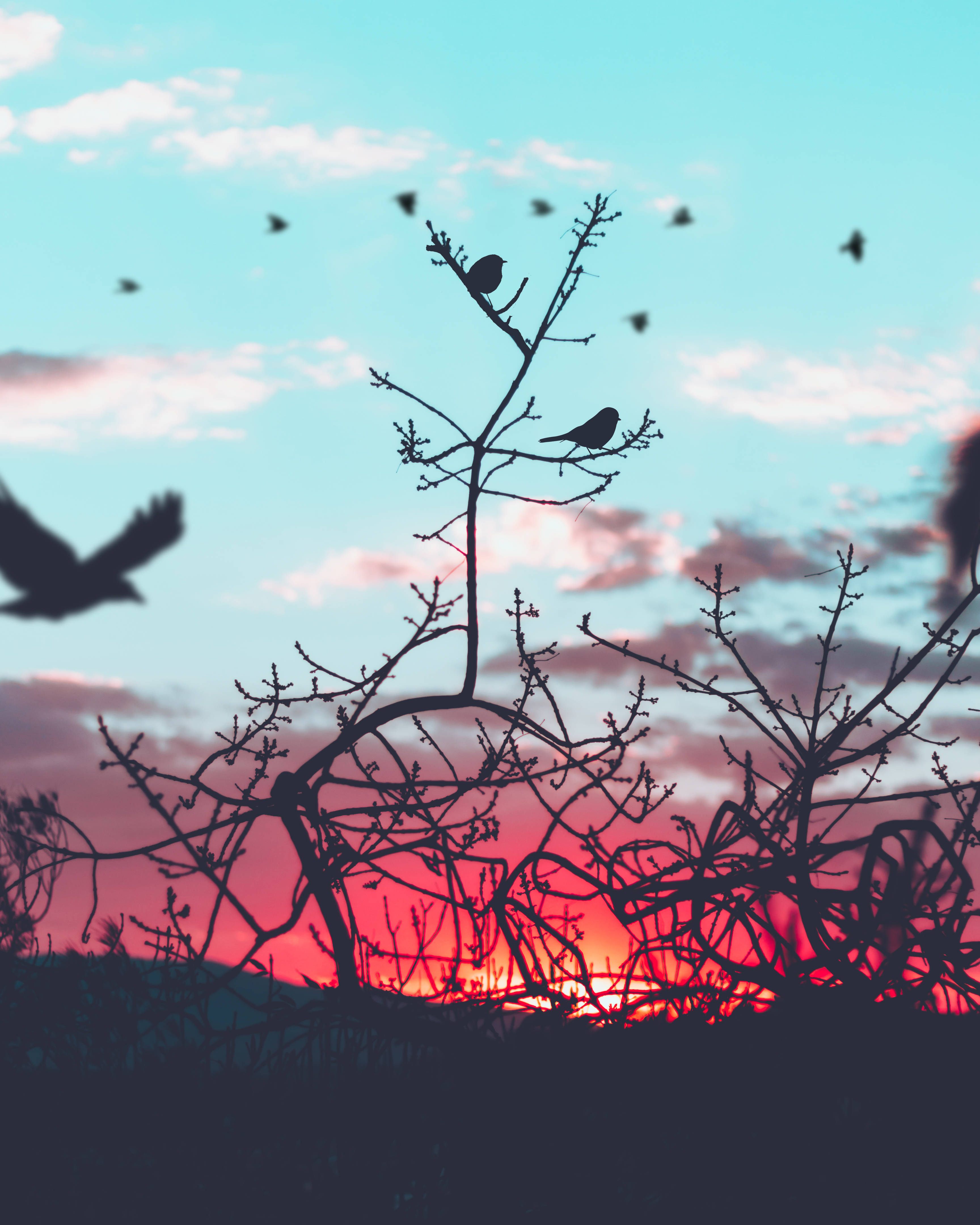 birds 桌布 壁紙 — 剪影鳥兒棲息和飛翔，映襯著帶有粉紅和青綠色雲彩的鮮豔日落天空。