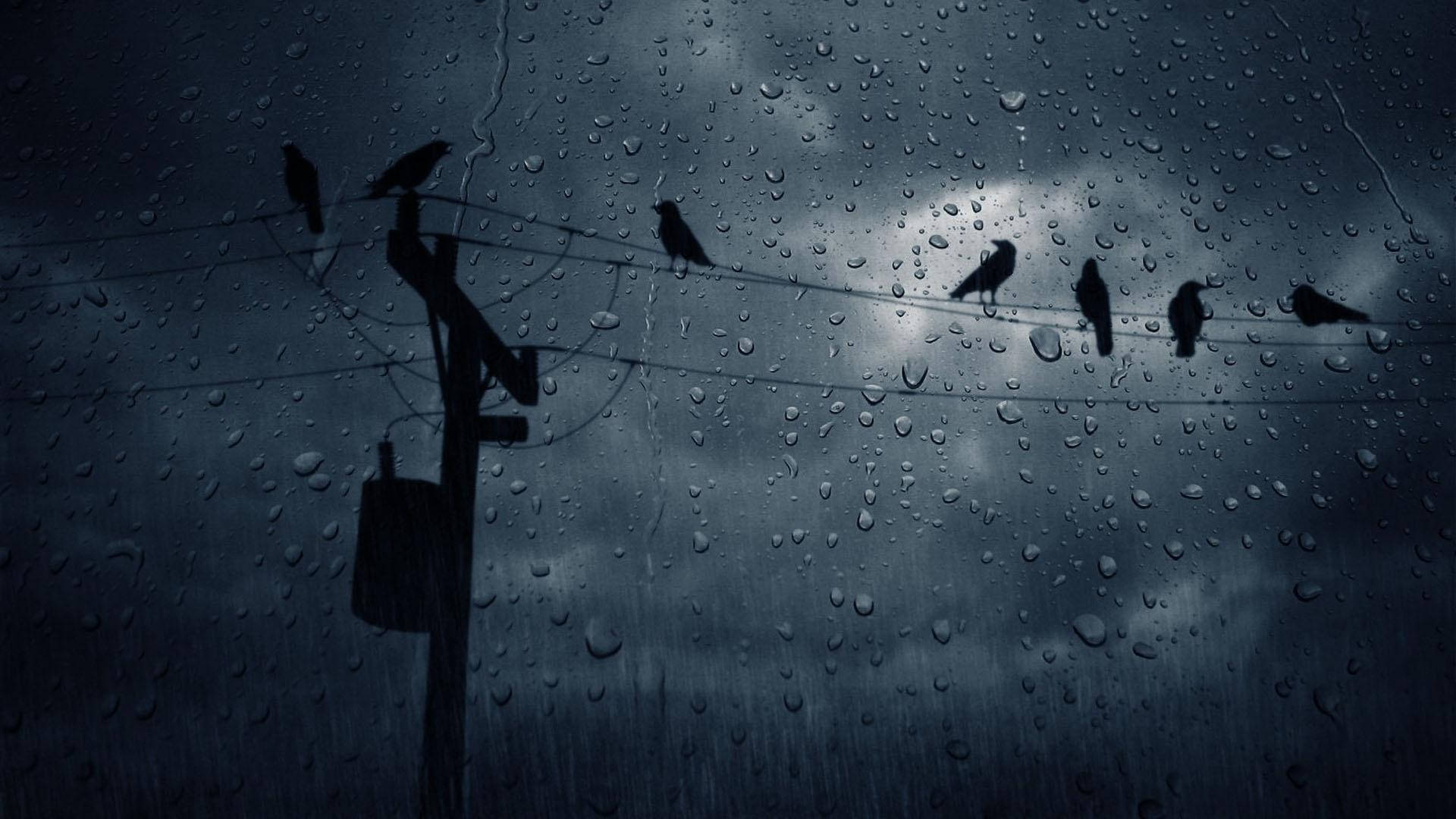 鳥兒在電線上形成剪影，背景是暴風雨的夜空，透過雨痕斑斑的窗戶觀看。