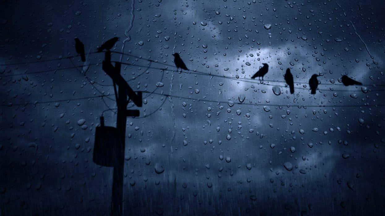 Weather 桌布 壁紙 — 剪影鳥兒棲息在濕滑的電線上，背景是暴風雨黃昏的天空，透過濕透的窗戶觀看。