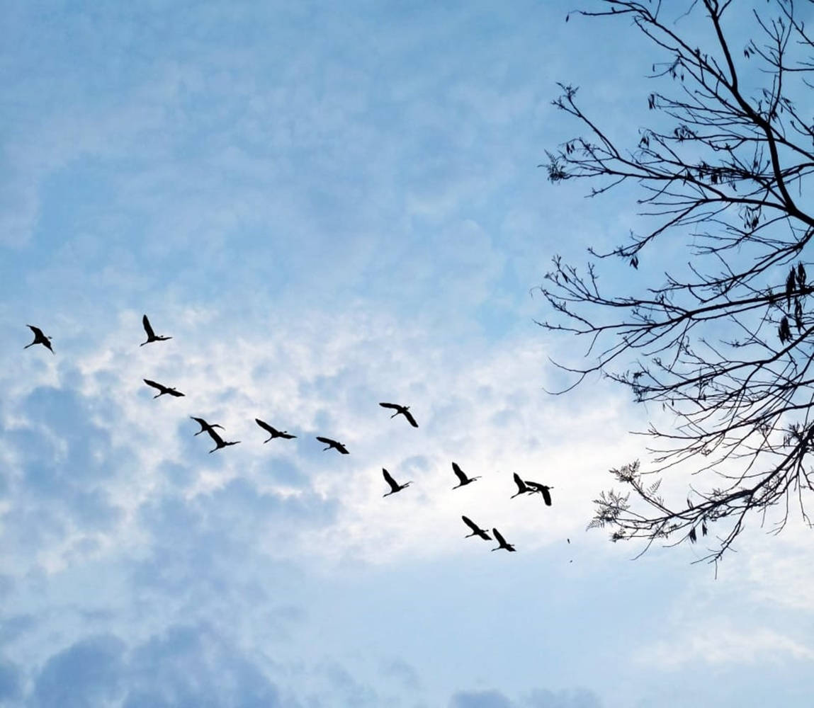 Birds Flying 桌布 壁紙 — 剪影鳥群以V形編隊飛過柔和的藍天，薄雲點綴，光禿的樹枝形成框架。
