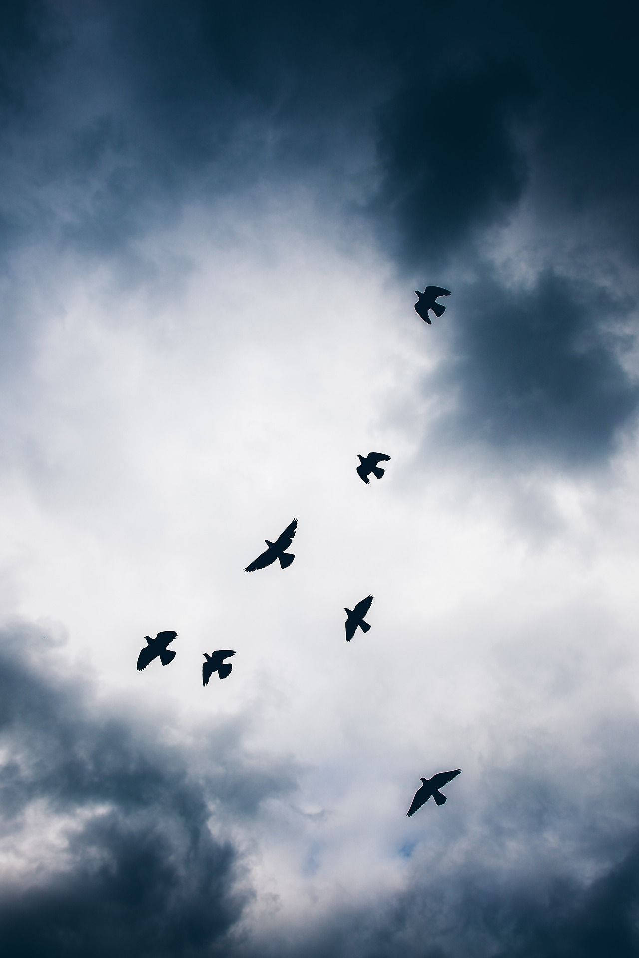 birds 桌布 壁紙 — 剪影鳥群在充滿旋轉深色和淺色雲層的戲劇性天空中翱翔。