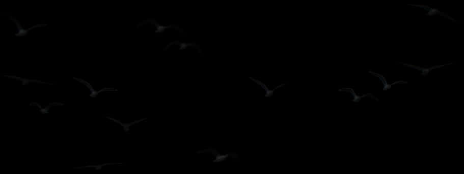 剪影鳥群映襯夜空 壁紙
