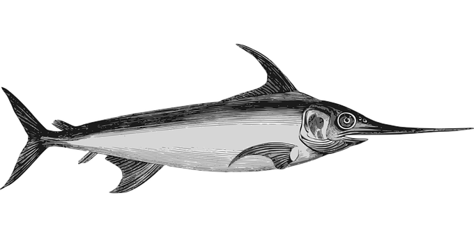 劍魚插畫黑色背景 壁紙