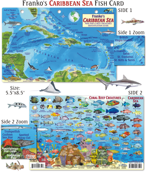 Map 桌布 壁紙 — 加勒比海的詳細教育地圖，展示魚類和珊瑚礁生物，附有標籤插圖和放大視圖。