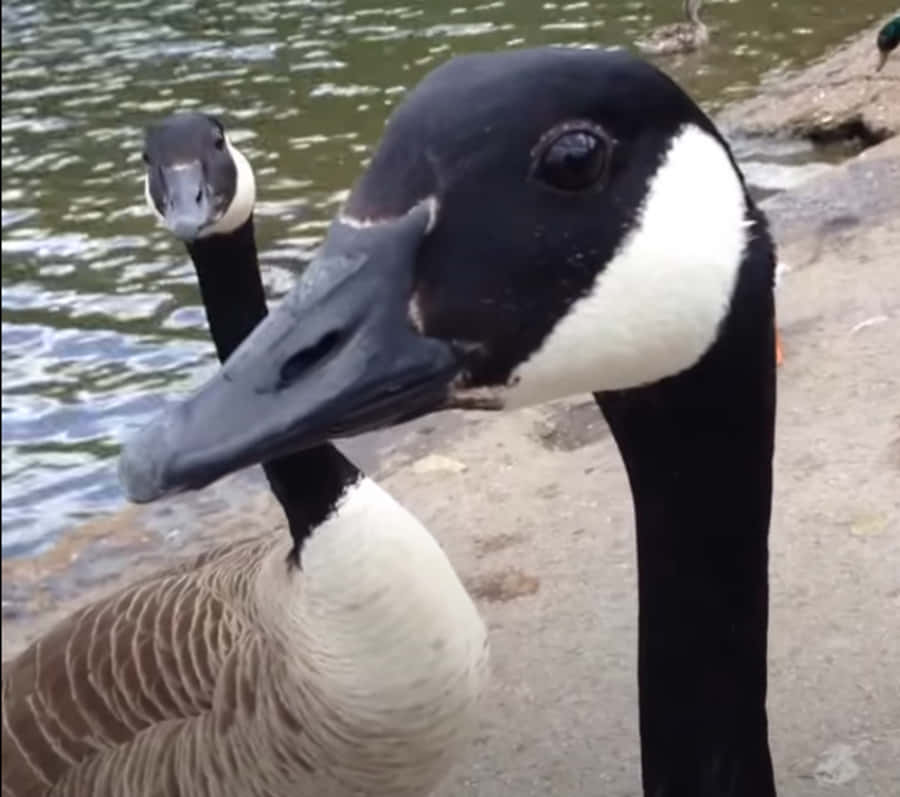 Funny Goose 桌布 壁紙 — 加拿大鵝的特寫，黑頭白下巴棕色身體，站在水邊，背景有另一隻鵝。