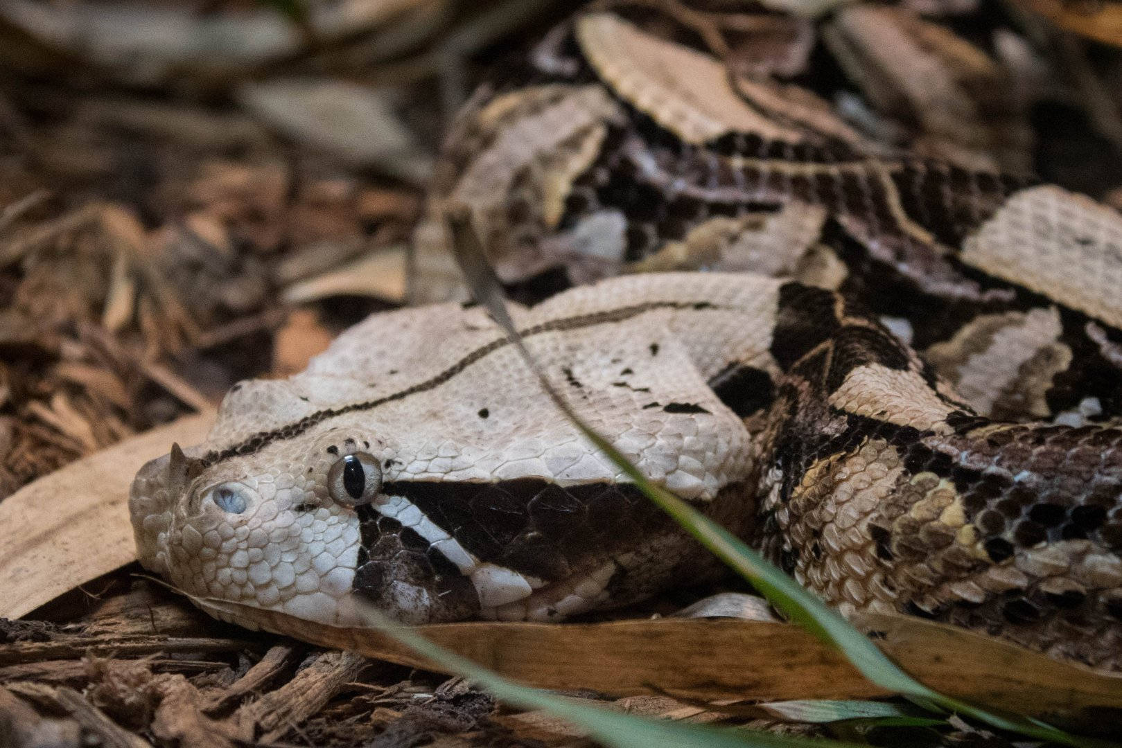 reptile 桌布 壁紙 — 加蓬蝰蛇在森林地面的乾葉和樹枝中偽裝的特寫。
