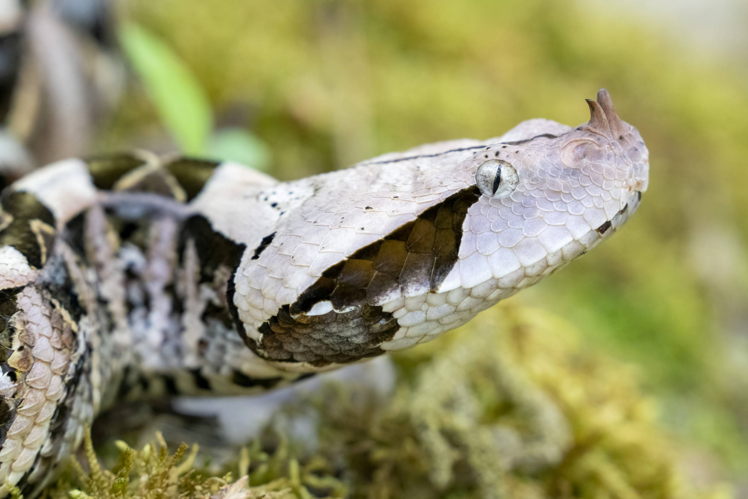 reptile 桌布 壁紙 — 加蓬蝰蛇特寫，帶有複雜圖案，在茂密綠林中休息於長滿苔蘚的地面上。