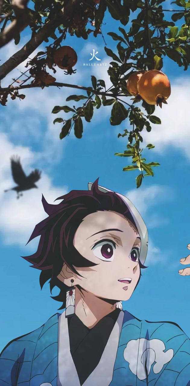 動漫男孩 桌布 壁紙 — 動漫角色在石榴樹下仰望，一隻小鳥在明亮的藍天下飛過。