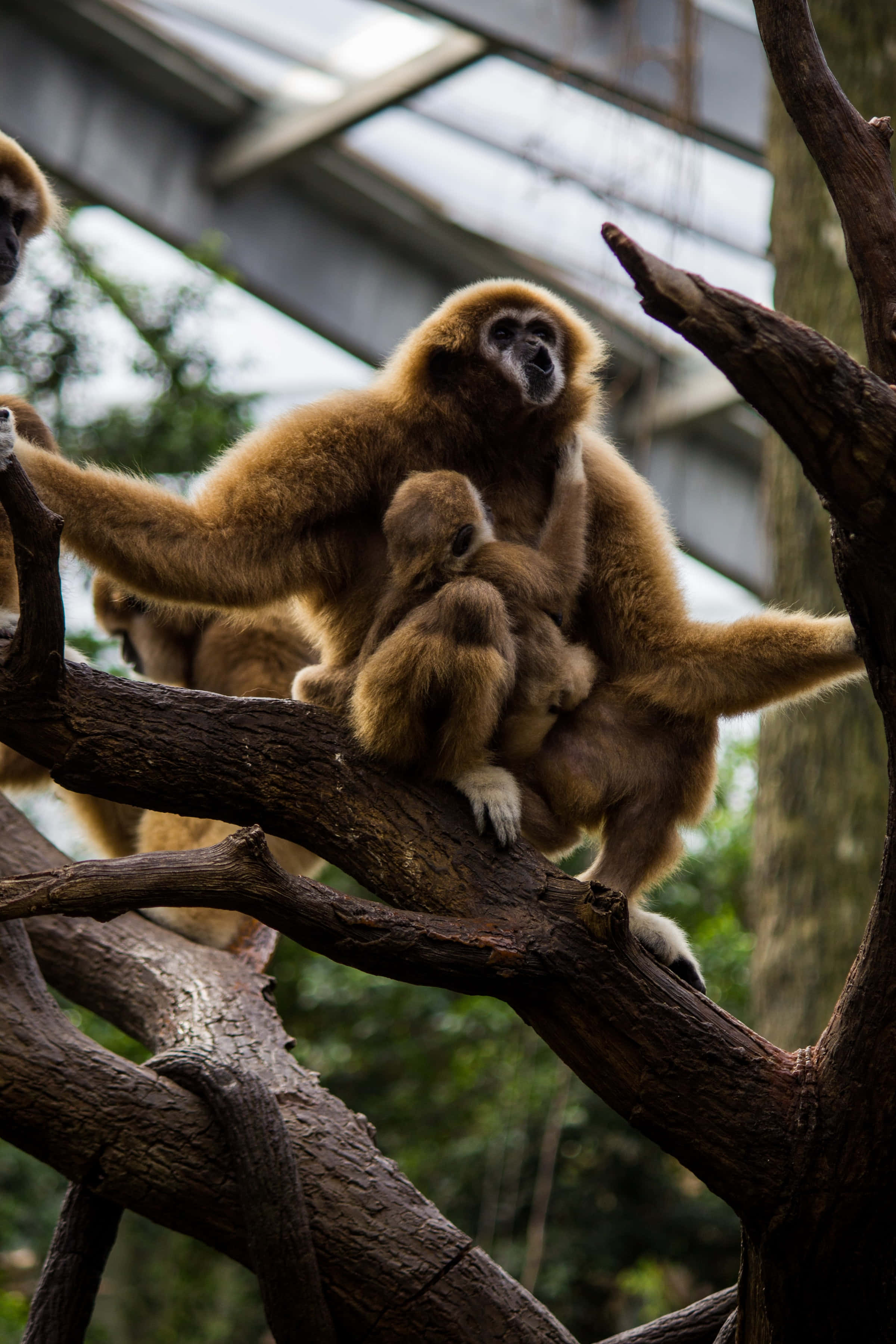 zoo 桌布 壁紙 — 動物園玻璃屋頂下，一隻長臂猿媽媽在粗樹枝上緊緊抱著寶寶。