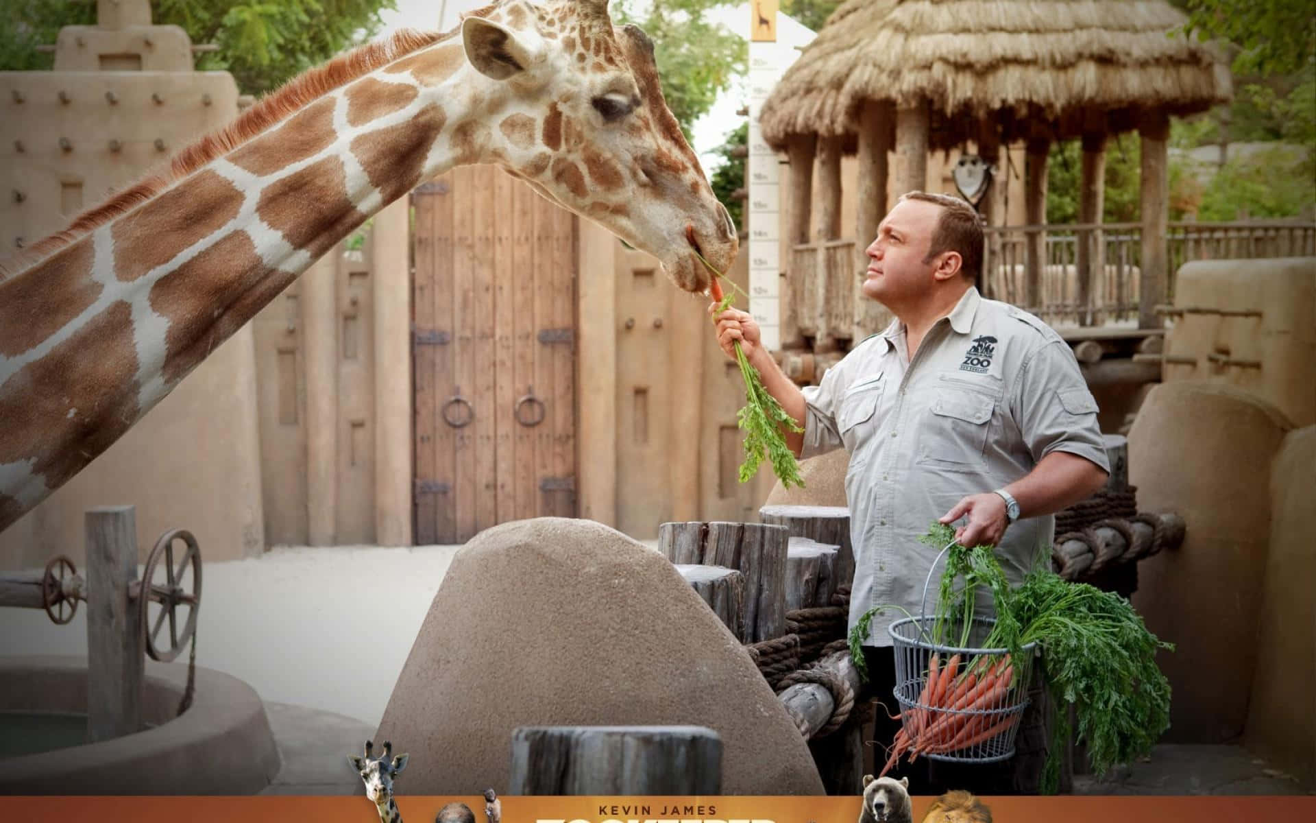 Kevin James 桌布 壁紙 — 動物園管理員在一個以茅草結構和木門為特色的鄉村風格圍欄中，餵長頸鹿吃胡蘿蔔。