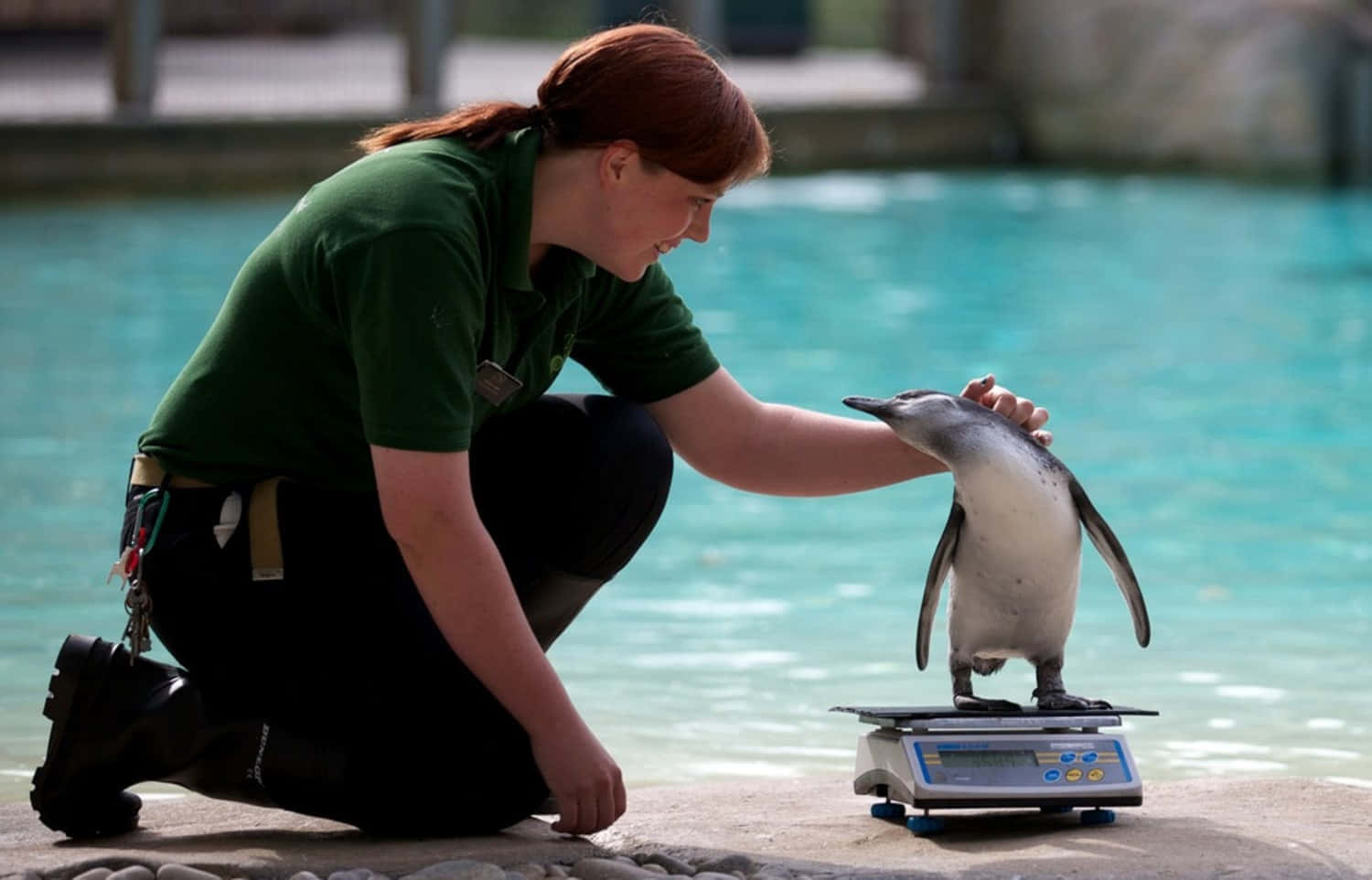 企鵝 桌布 壁紙 — 動物園管理員跪在水池旁邊，輕輕地將一隻企鵝放在電子秤上秤重。