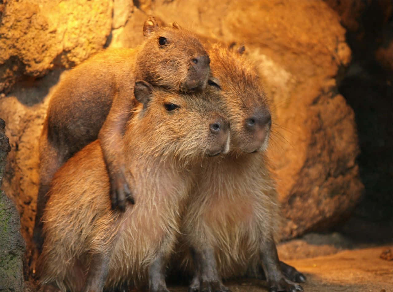 動物園裡的水豚 壁紙