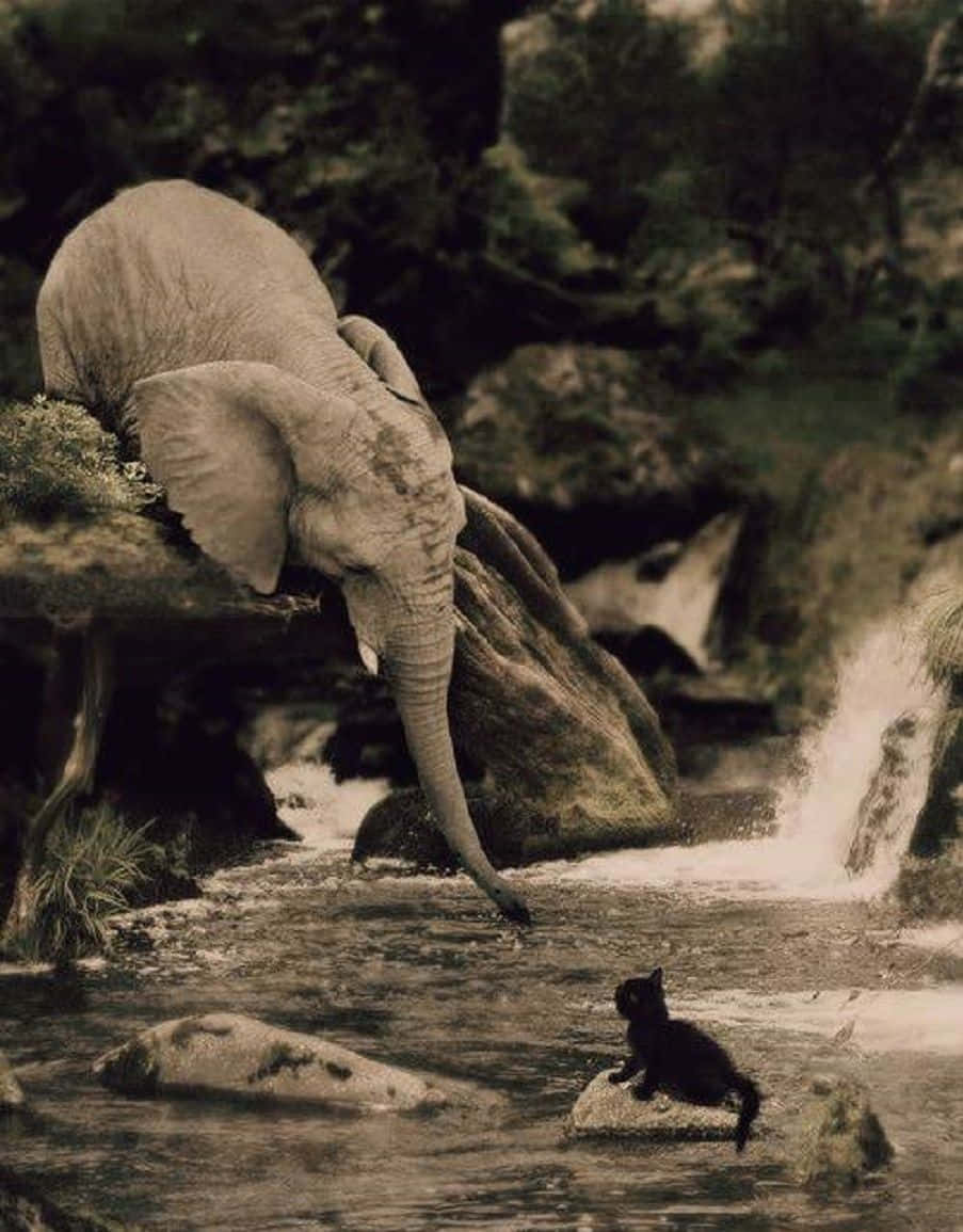 動物星球背景 壁紙