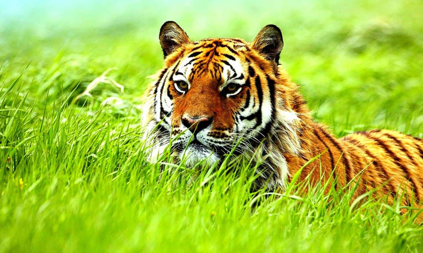 動物星球背景 壁紙