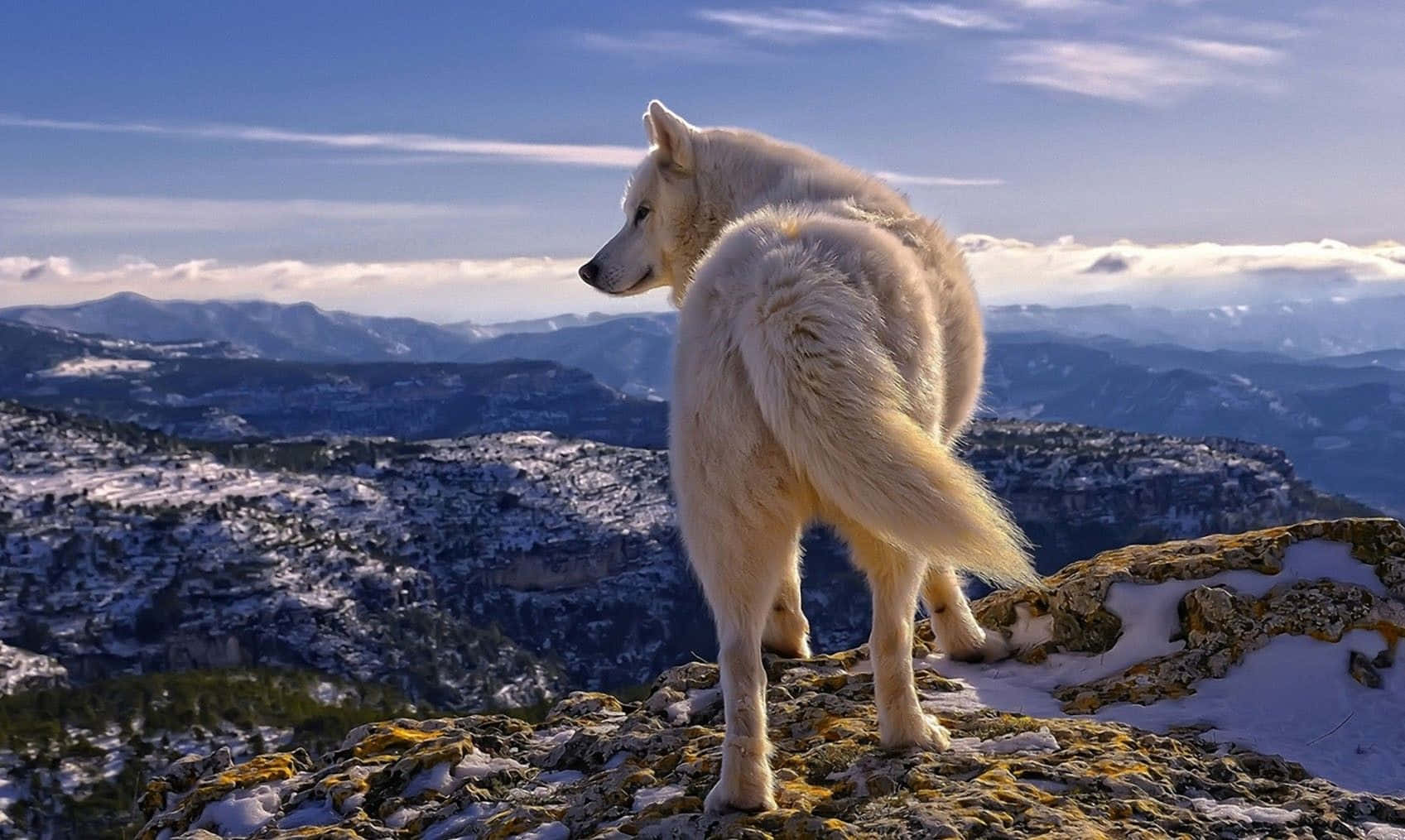 動物星球頻道背景 壁紙