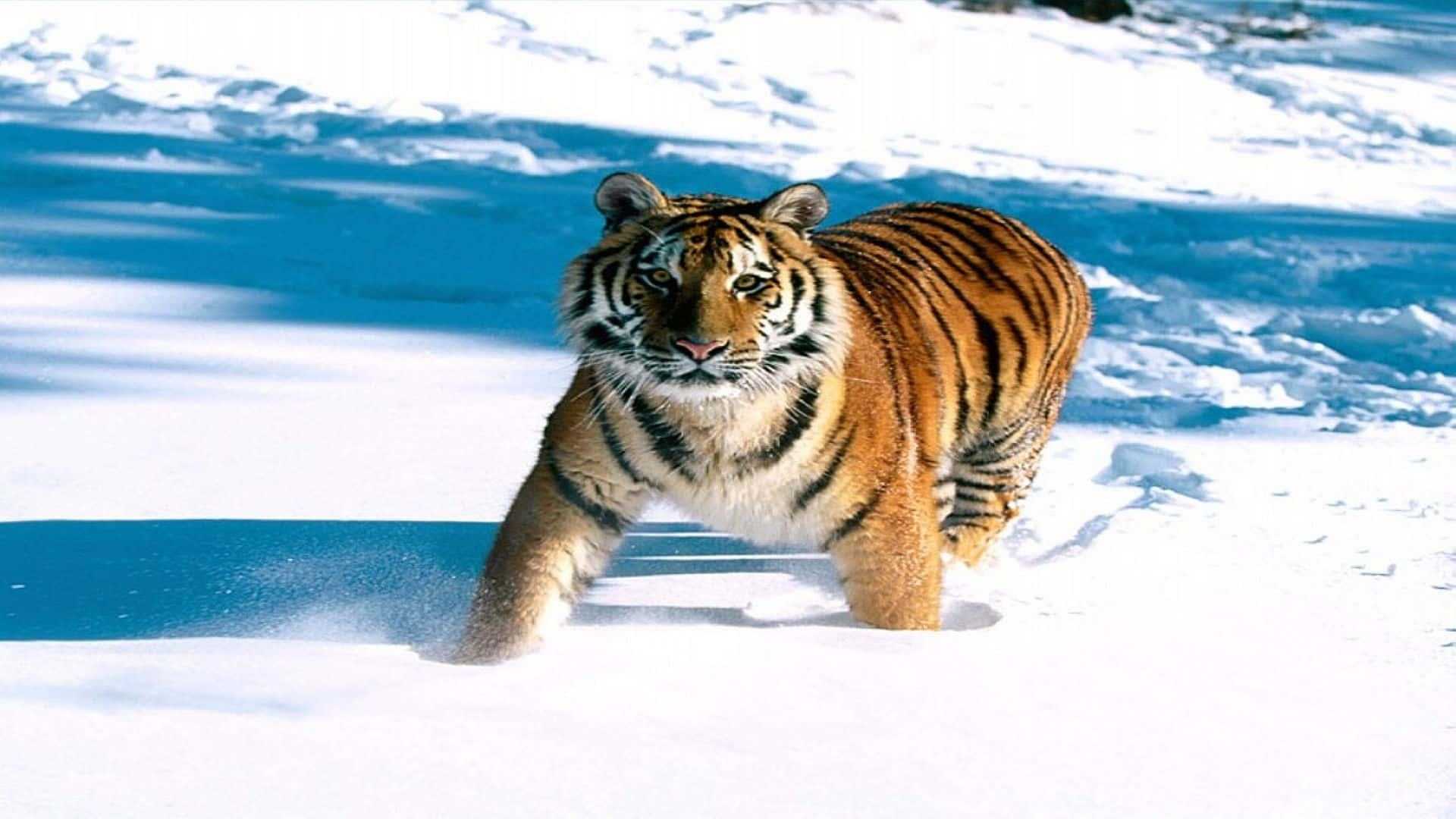 動物星球頻道背景 壁紙