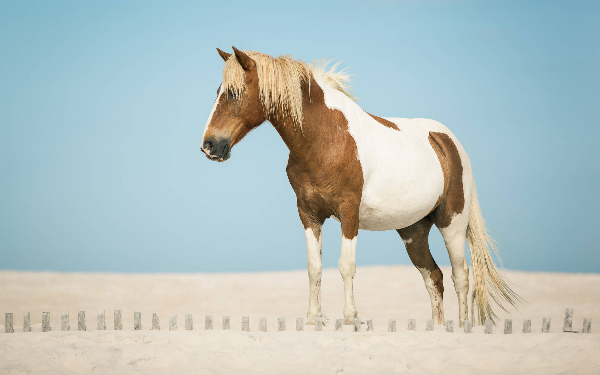 動物馬高清桌布 | 背景圖片 壁紙