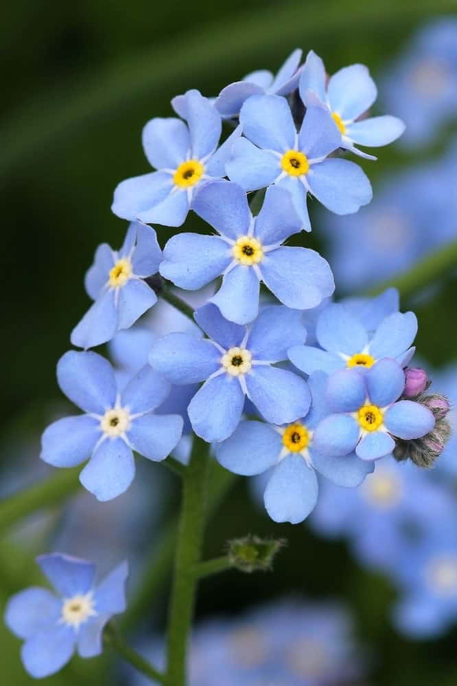 勿忘我花圖片 壁紙