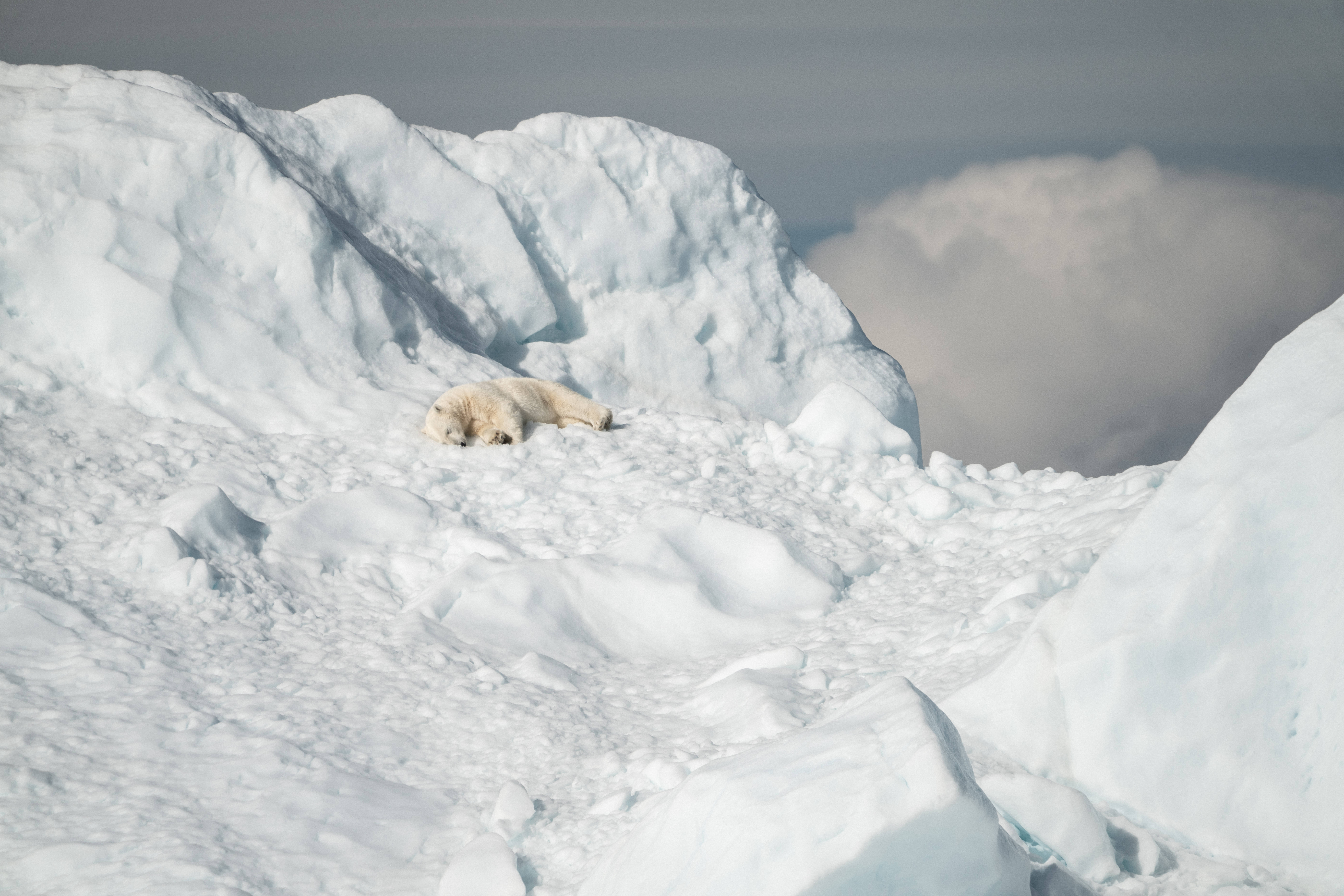Polar 桌布 壁紙 — 北極熊在多雲的天空下，在廣闊的雪冰川上平靜地休息。