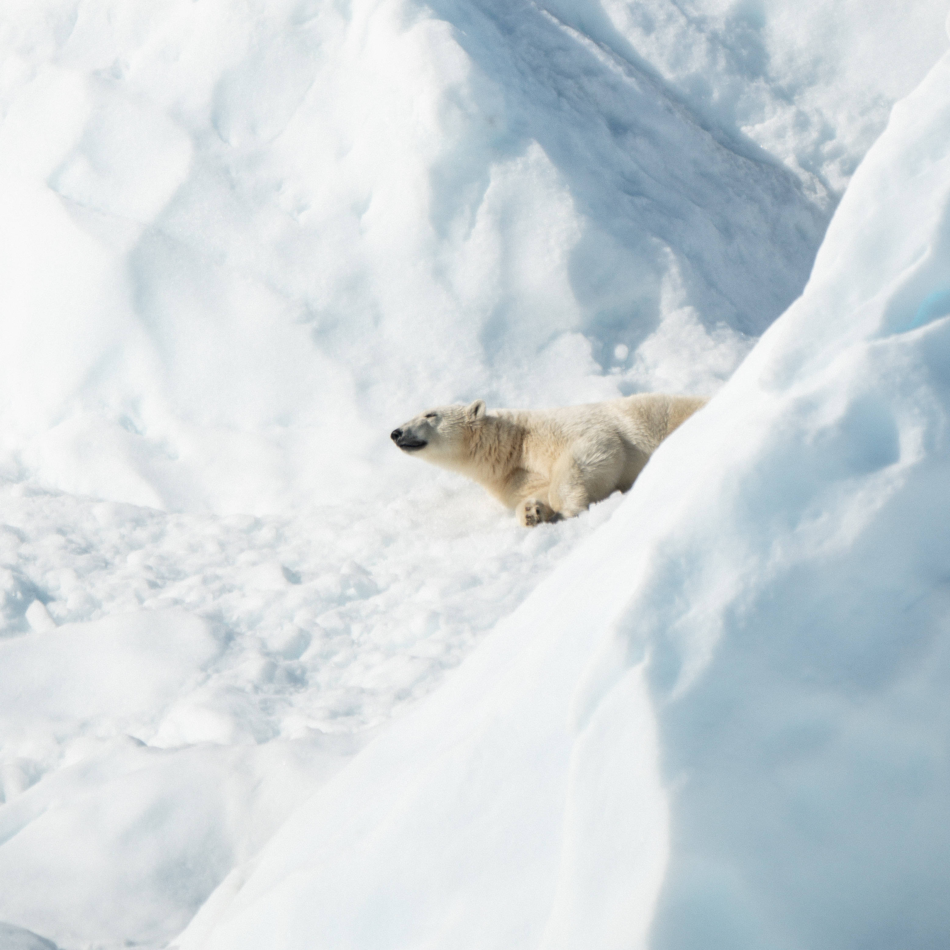Polar 桌布 壁紙 — 北極熊在明亮的日光下，在雪冰斜坡上休息，帶有柔和的陰影。