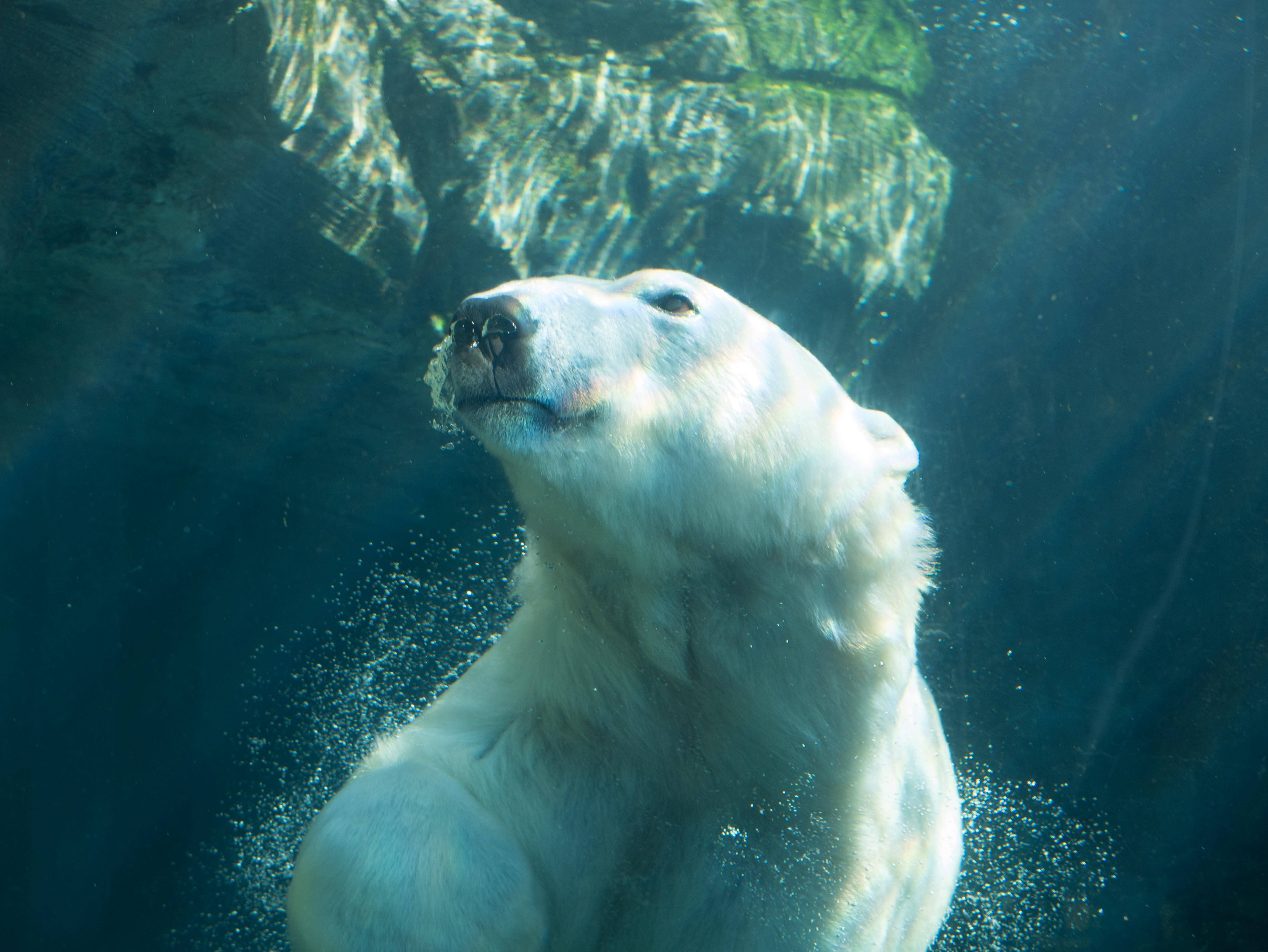 Polar 桌布 壁紙 — 北極熊在水中優雅地游泳，陽光從上方水面穿透下來。