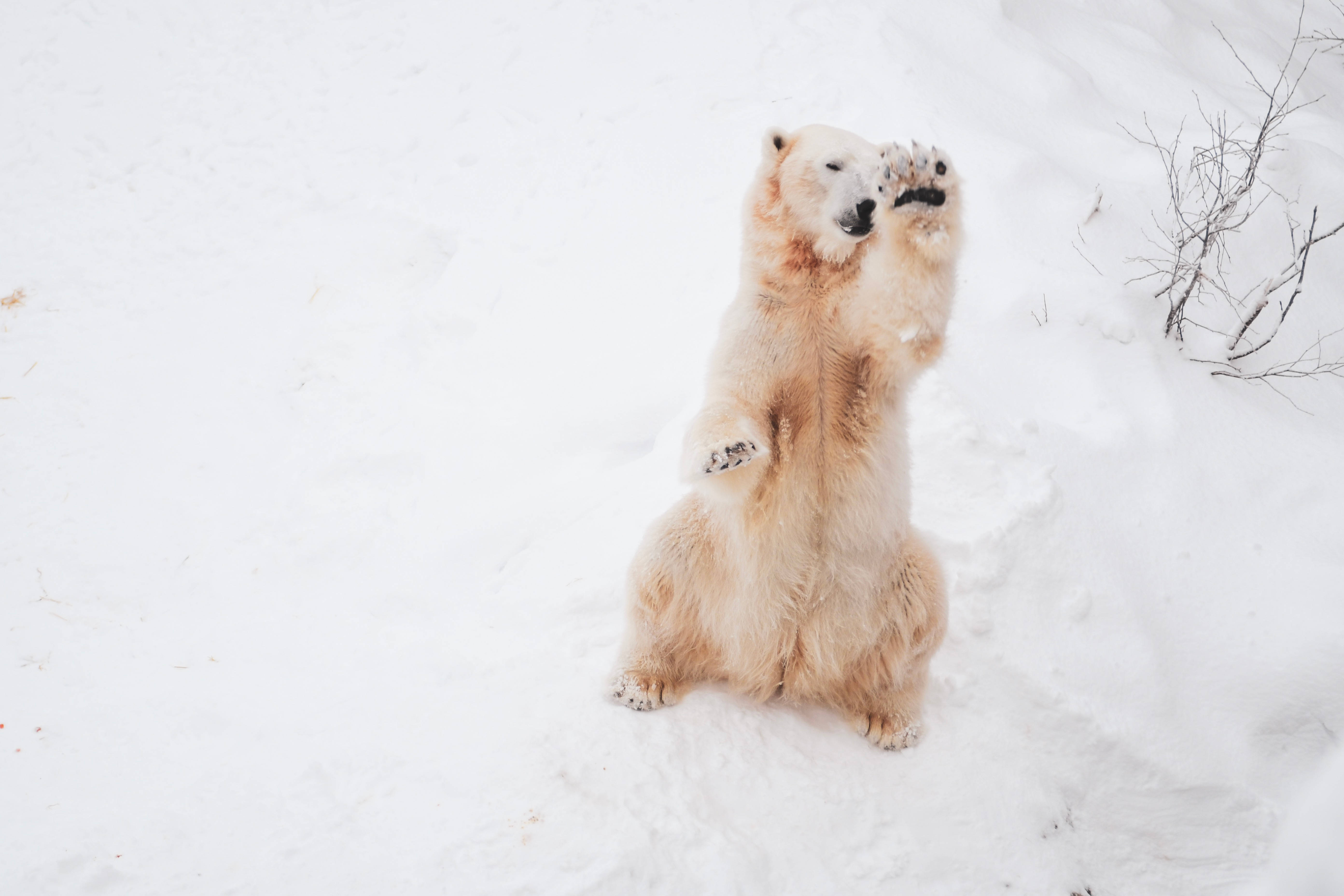 Polar 桌布 壁紙 — 北極熊在深雪中直立，頑皮地用爪子捧著雪，背景是嚴酷的冬日景色。