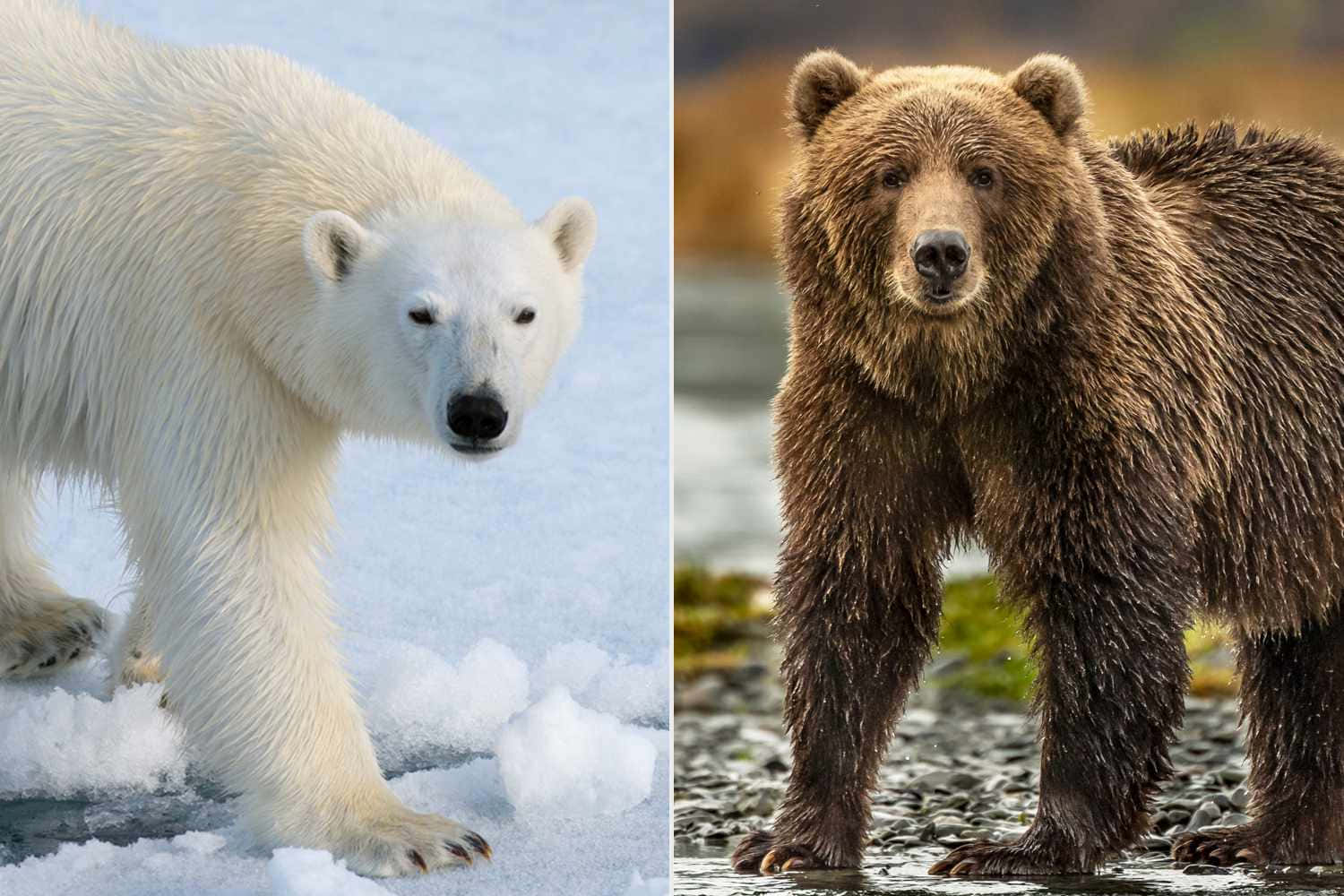 grizzly bear 桌布 壁紙 — 北極熊在雪冰中行走，而棕熊在岩石海岸上警覺地站立。