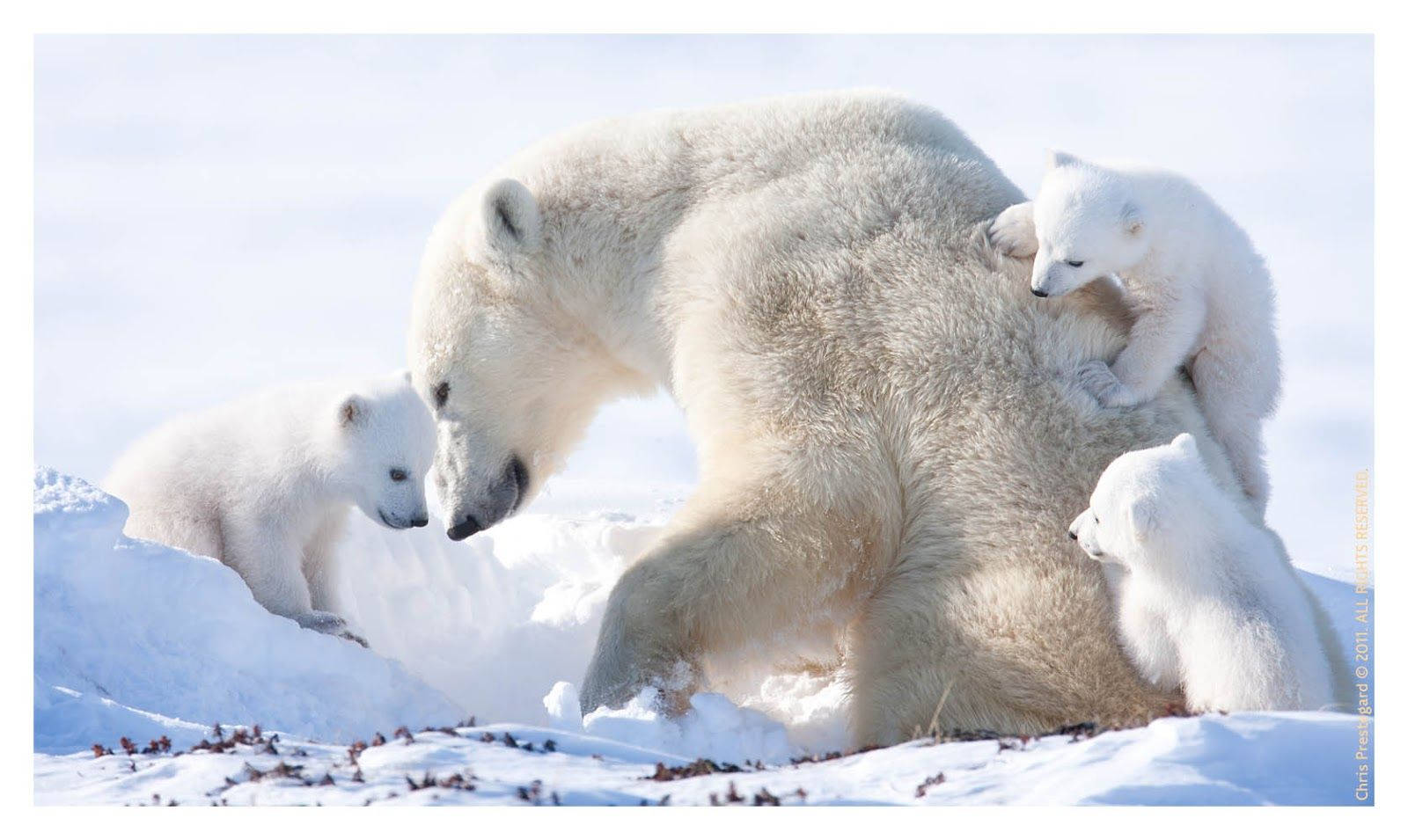 Polar 桌布 壁紙 — 北極熊媽媽和她的三隻頑皮幼崽在明亮的雪地北極景觀中互動。