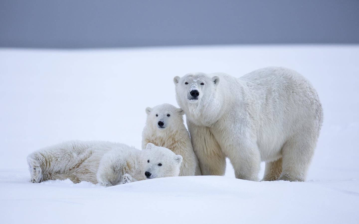 Polar 桌布 壁紙 — 北極熊媽媽和她的兩隻幼崽在灰濛濛的天空下，一起在廣闊的雪原上休息。