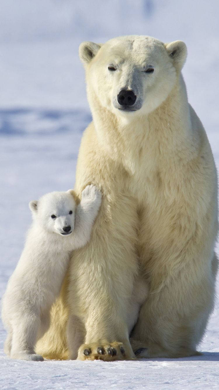 Polar 桌布 壁紙 — 北極熊媽媽和她的幼崽一起坐在白雪皚皚的北極地形中，柔和陽光照亮他們厚厚的白色皮毛。