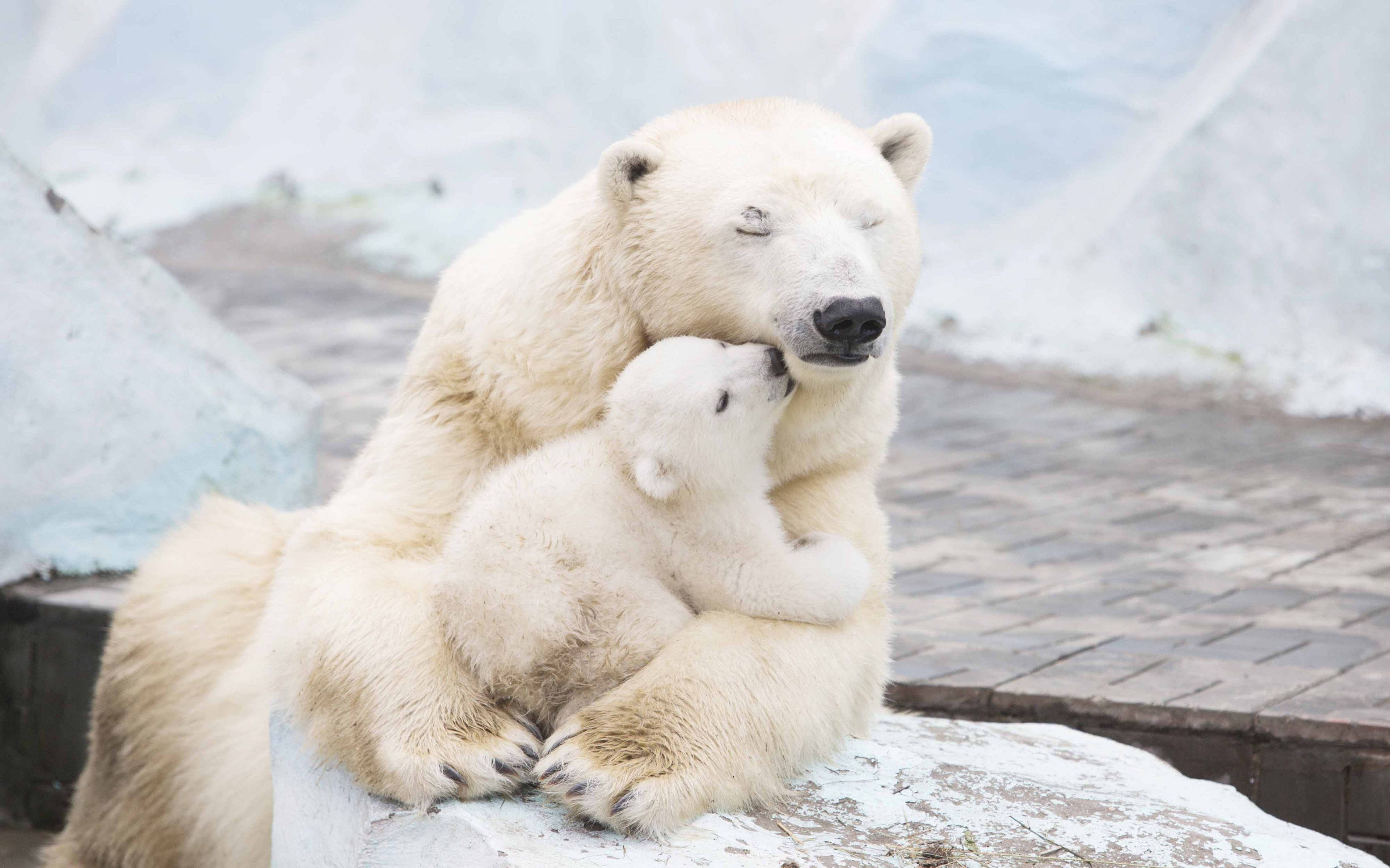 Cute Bear 桌布 壁紙 — 北極熊媽媽在雪岩上溫柔地懷抱小熊，柔軟的白毛和寧靜的眼神。
