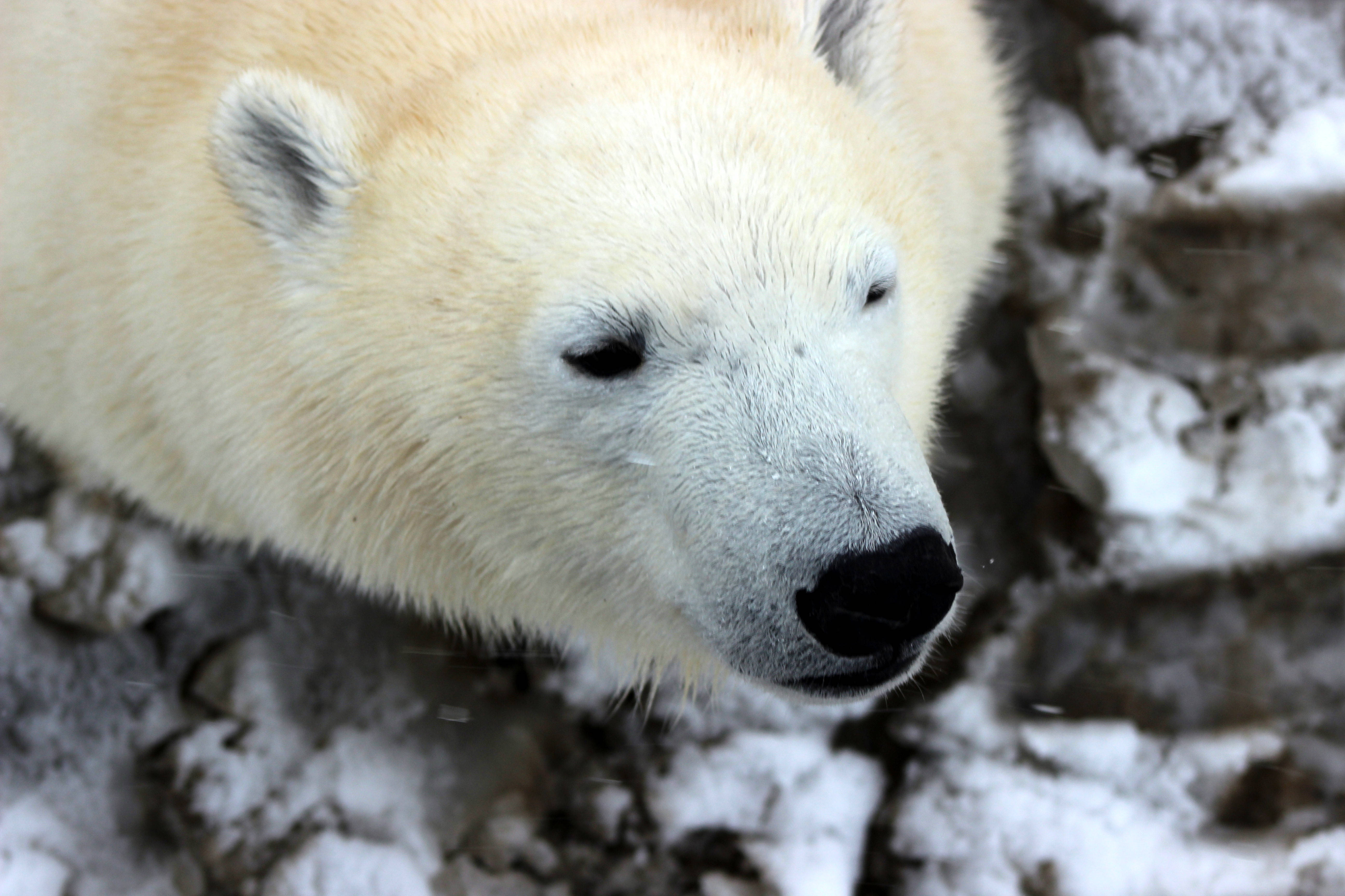 Polar 桌布 壁紙 — 北極熊平靜臉部的特寫，柔軟的白色毛髮和深色鼻子，背景是雪覆蓋的岩石。