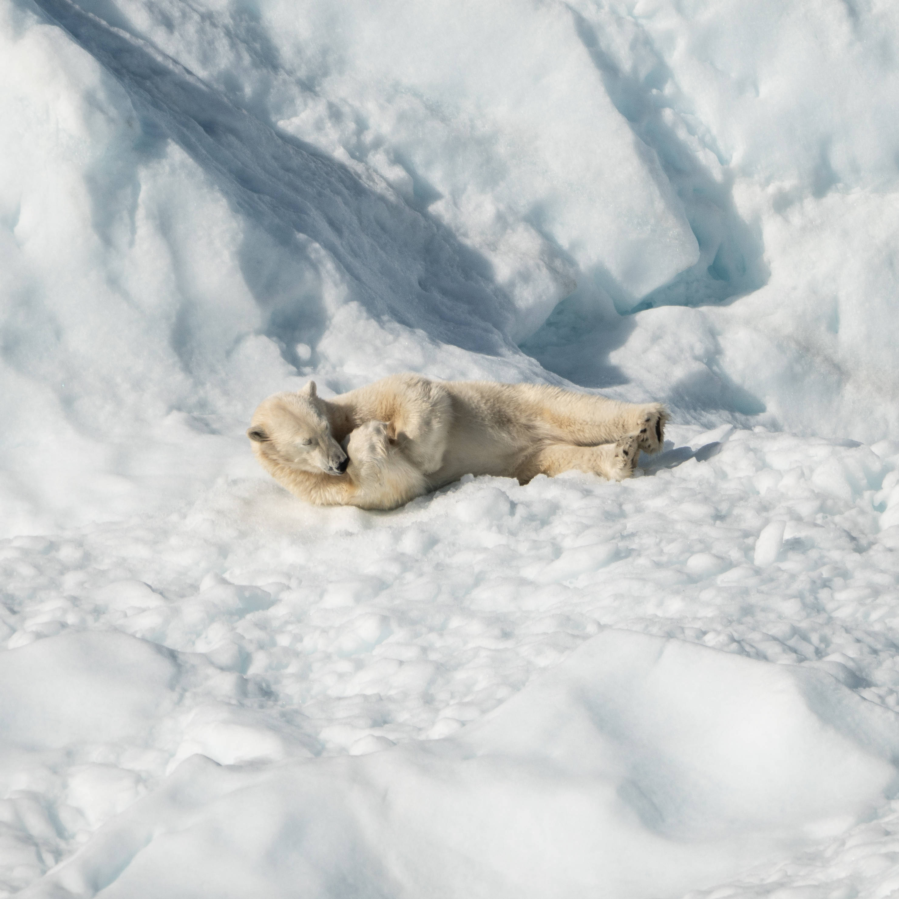 Polar 桌布 壁紙 — 北極熊幼崽在陽光明媚的雪地中開心地打滾，爪子舉起，動作充滿喜悅。