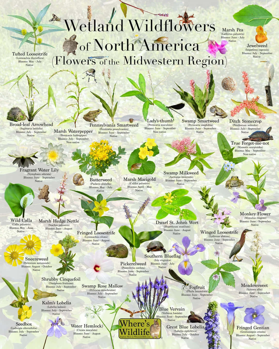 Flower Identification Guide 桌布 壁紙 — 北美濕地野花圖解指南，附有標籤植物和開花季節。