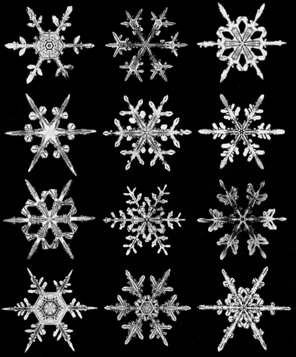 雪花 桌布 壁紙 — 十二片精緻的雪花在科學顯微照片中，在純黑背景上閃耀著晶體般的細節。