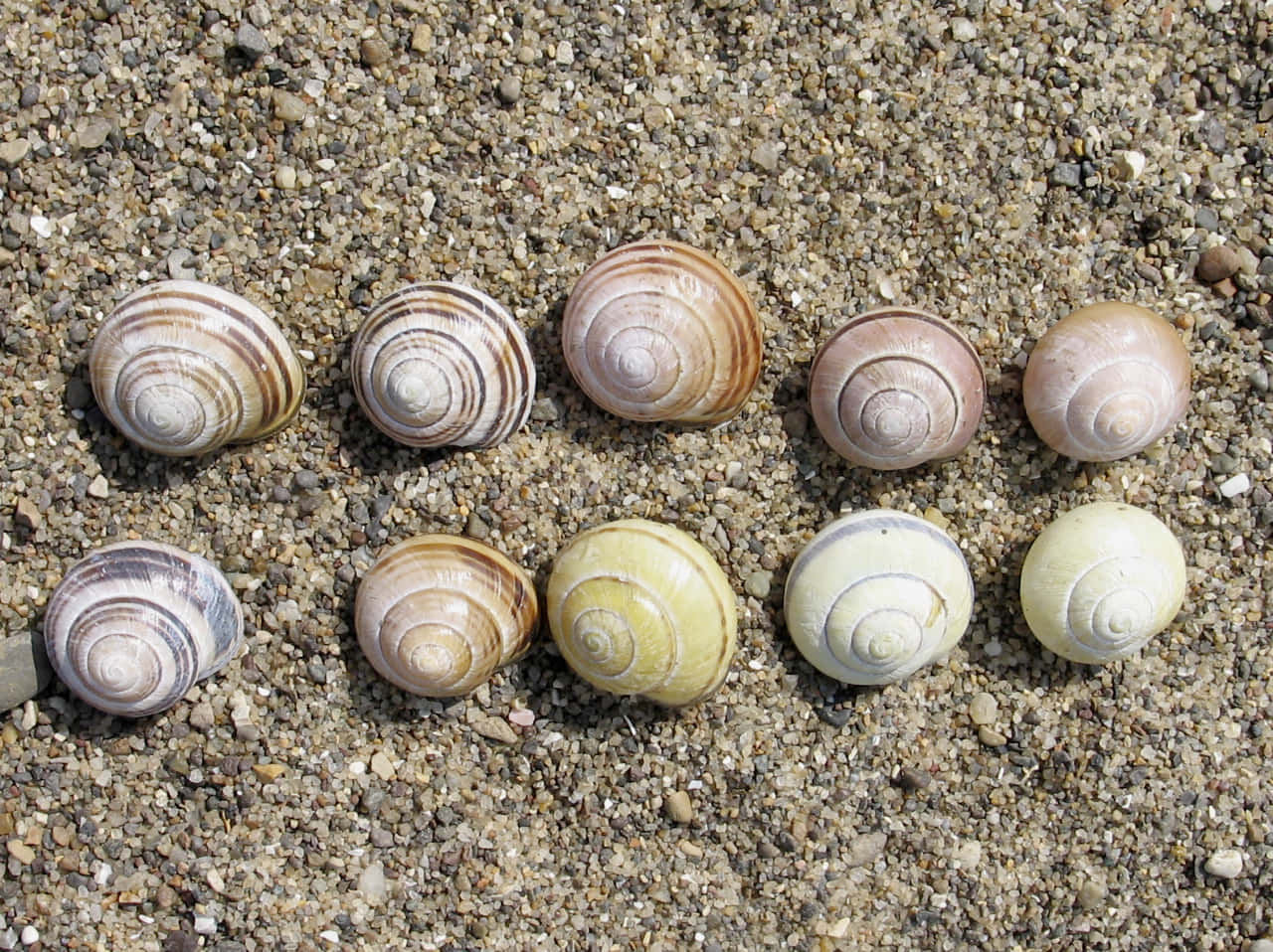 Pink Snail 桌布 壁紙 — 十個蝸牛殼，花紋各異，色調樸實，在明亮陽光下整齊排列成兩行，置於粗糙礫石上。