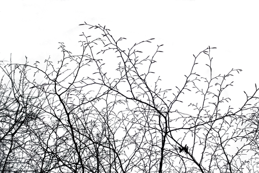 午夜樹枝剪影，深色背景下的自然靜謐之美 — 美學 壁紙