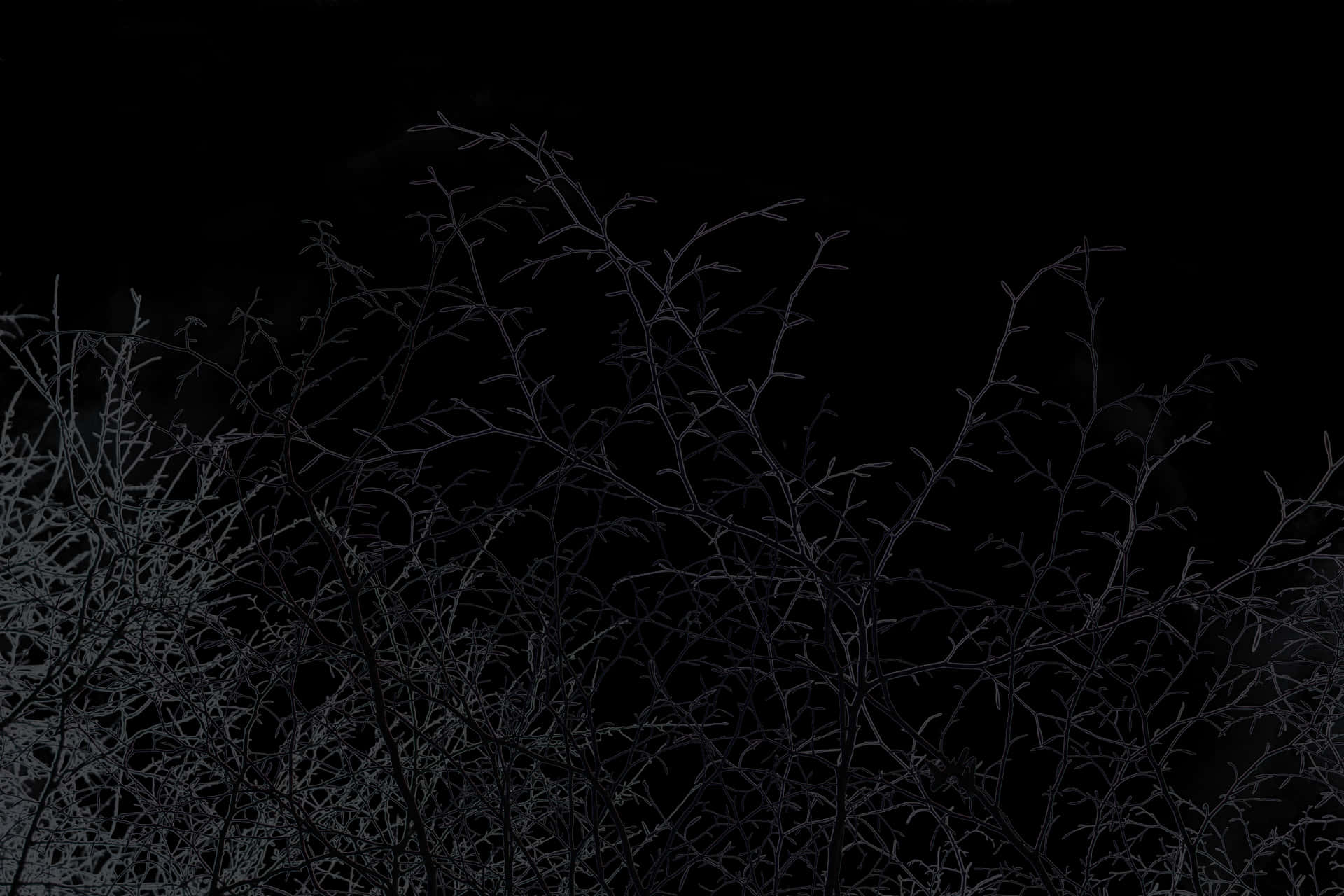 午夜樹枝剪影 — 美學 壁紙