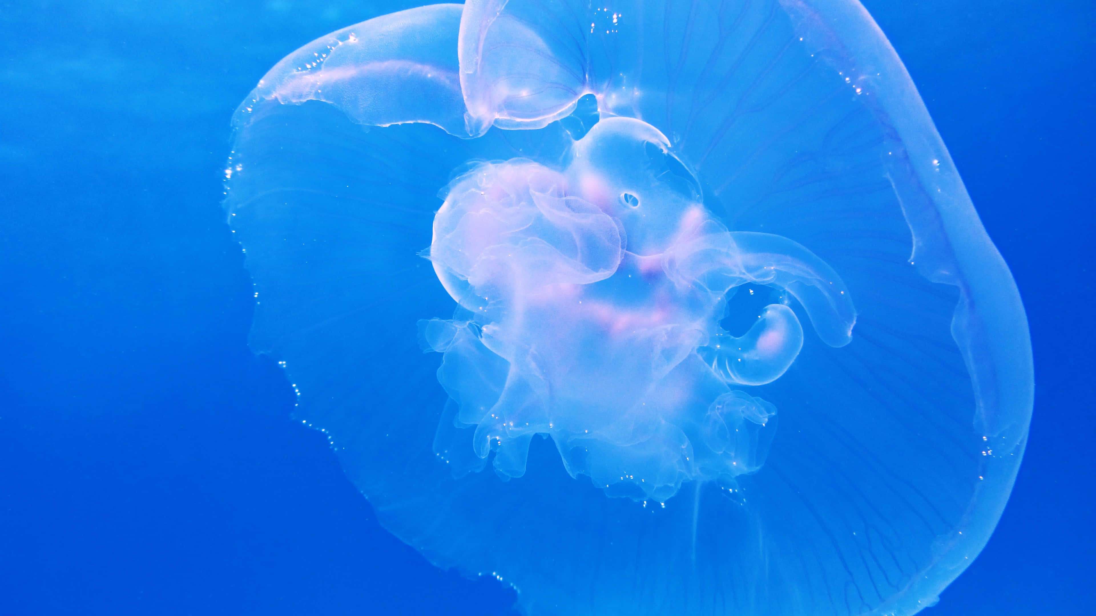 4K Jellyfish 桌布 壁紙 — 半透明水母在深藍色海洋背景下發出柔和粉紅色光芒。