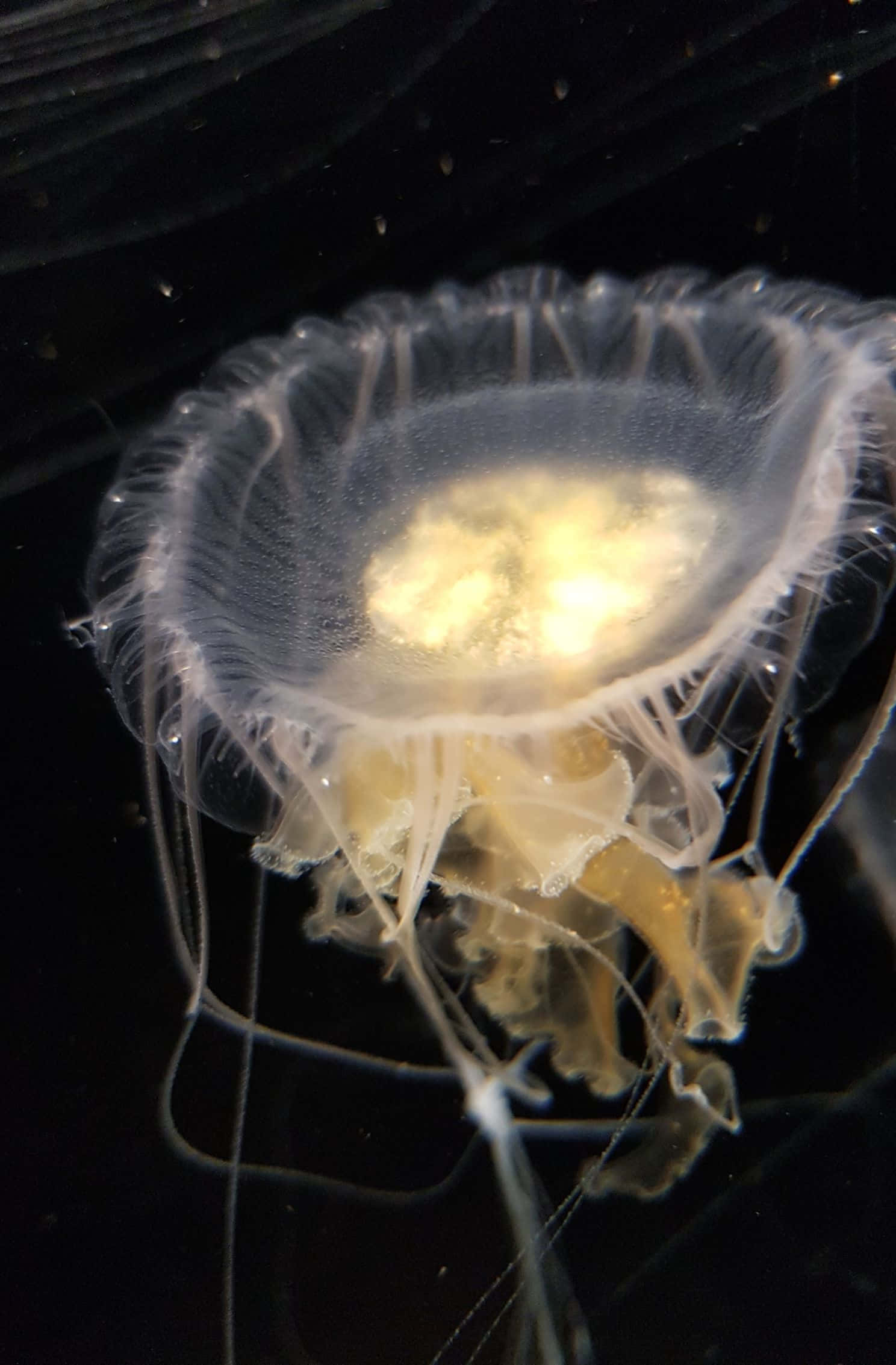 1488x2266 桌布 壁紙 — 半透明的水母在黑暗的水生背景下柔和地發光，帶有精緻的觸手向下垂落。