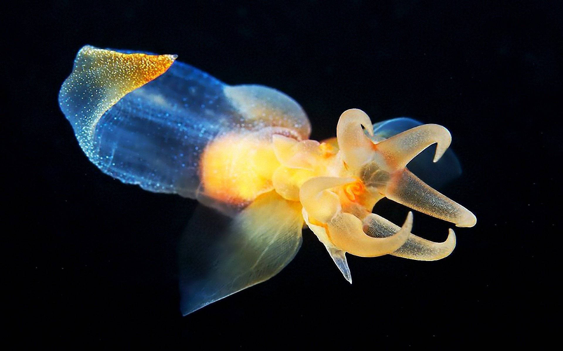 squid 桌布 壁紙 — 半透明的藍色和橙色海蛞蝓在漆黑的海洋背景下發光。