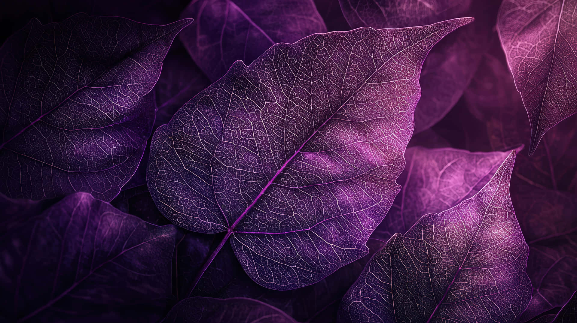 A detailed macro shot of vibrant purple leaves with intricate glowing veins 壁紙 — 半透明紫色葉子的特寫，帶有複雜的葉脈圖案，在黑暗背景上柔和發光。